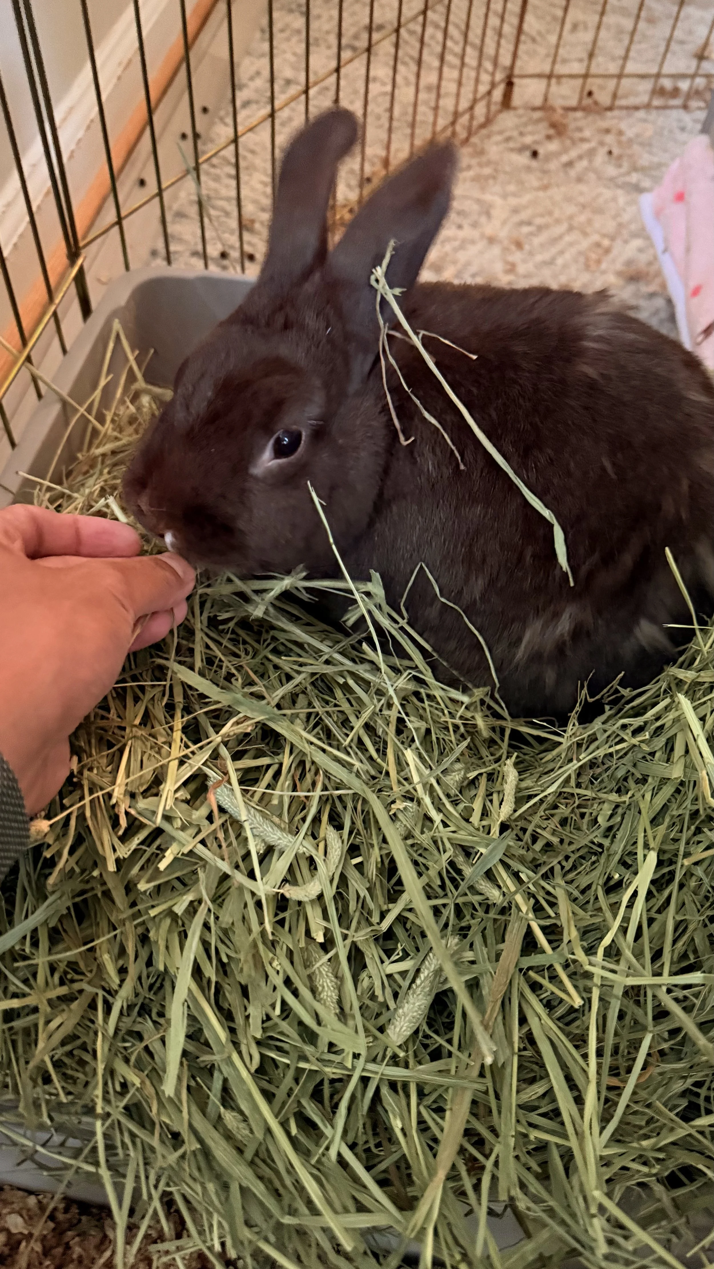 Bunnies care in the Kentlands and Lakelands