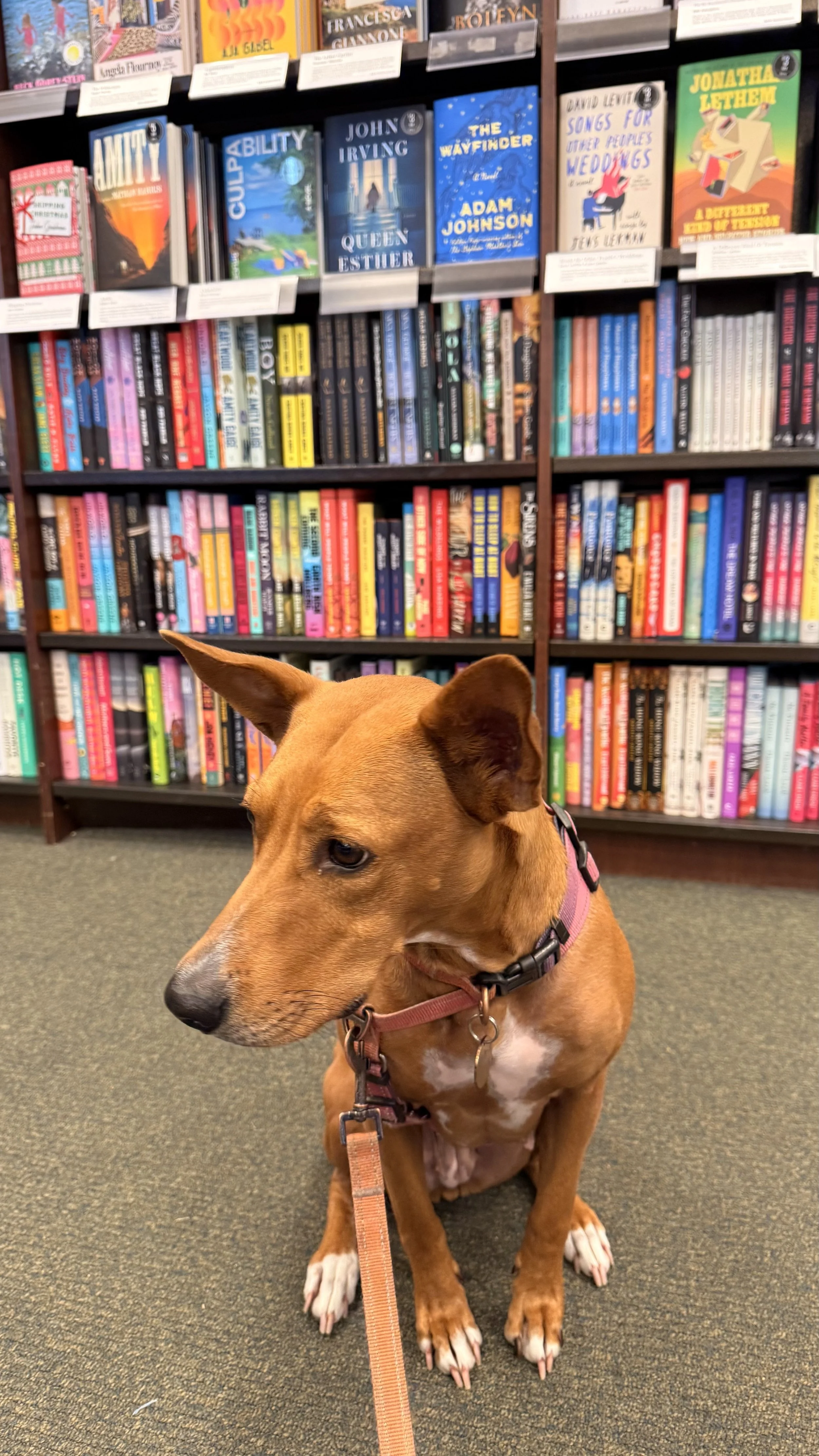 A brown dog with a white chest and paws sitting on a carpeted floor in front of a bookshelf filled with colorful books in a bookstore or library. The dog is wearing a pink harness and leash, and is looking to the left.