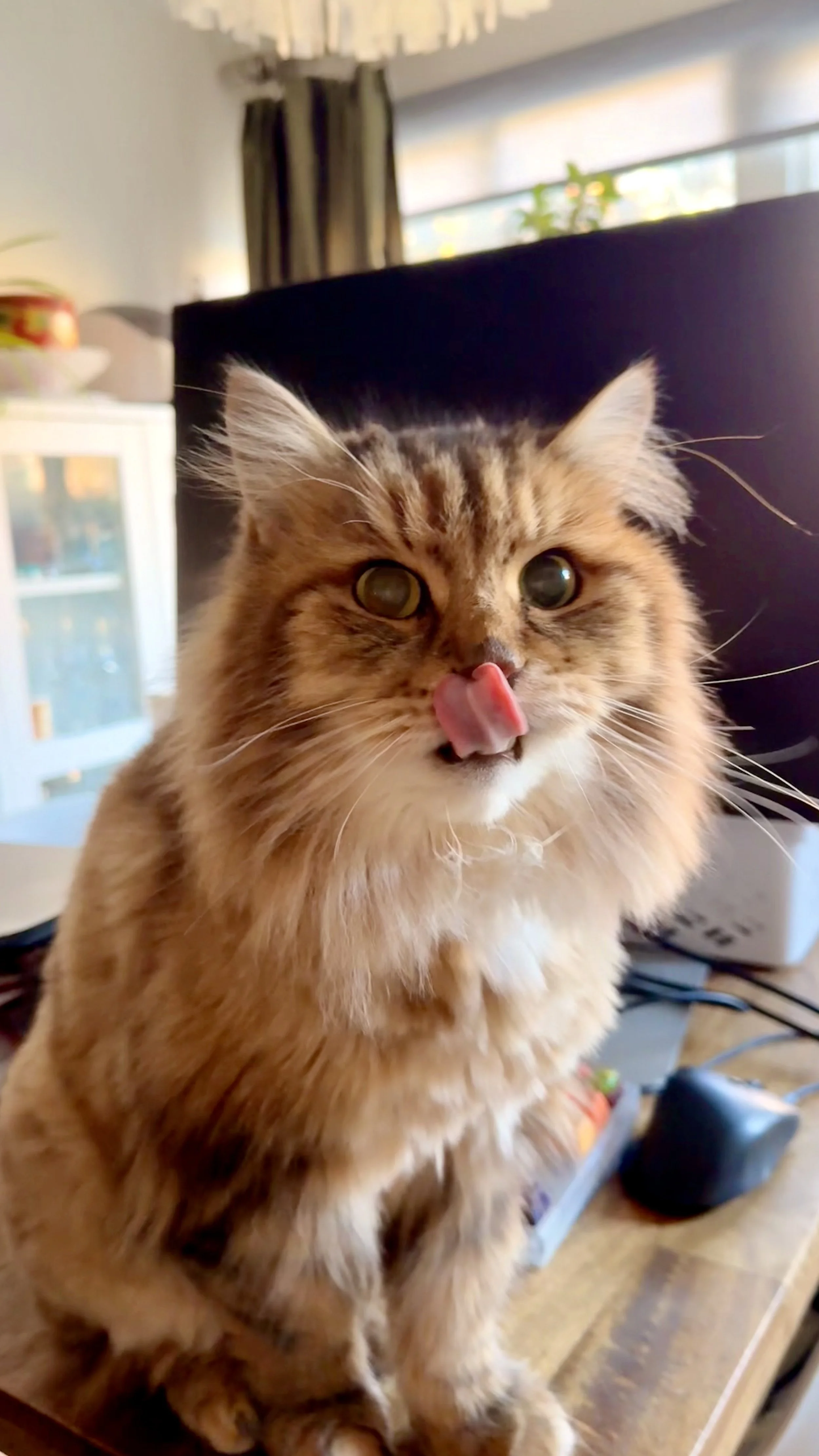 Close-up of a fluffy brown tabby cat with green eyes, licking its nose, sitting on a wooden desk near a computer mouse.