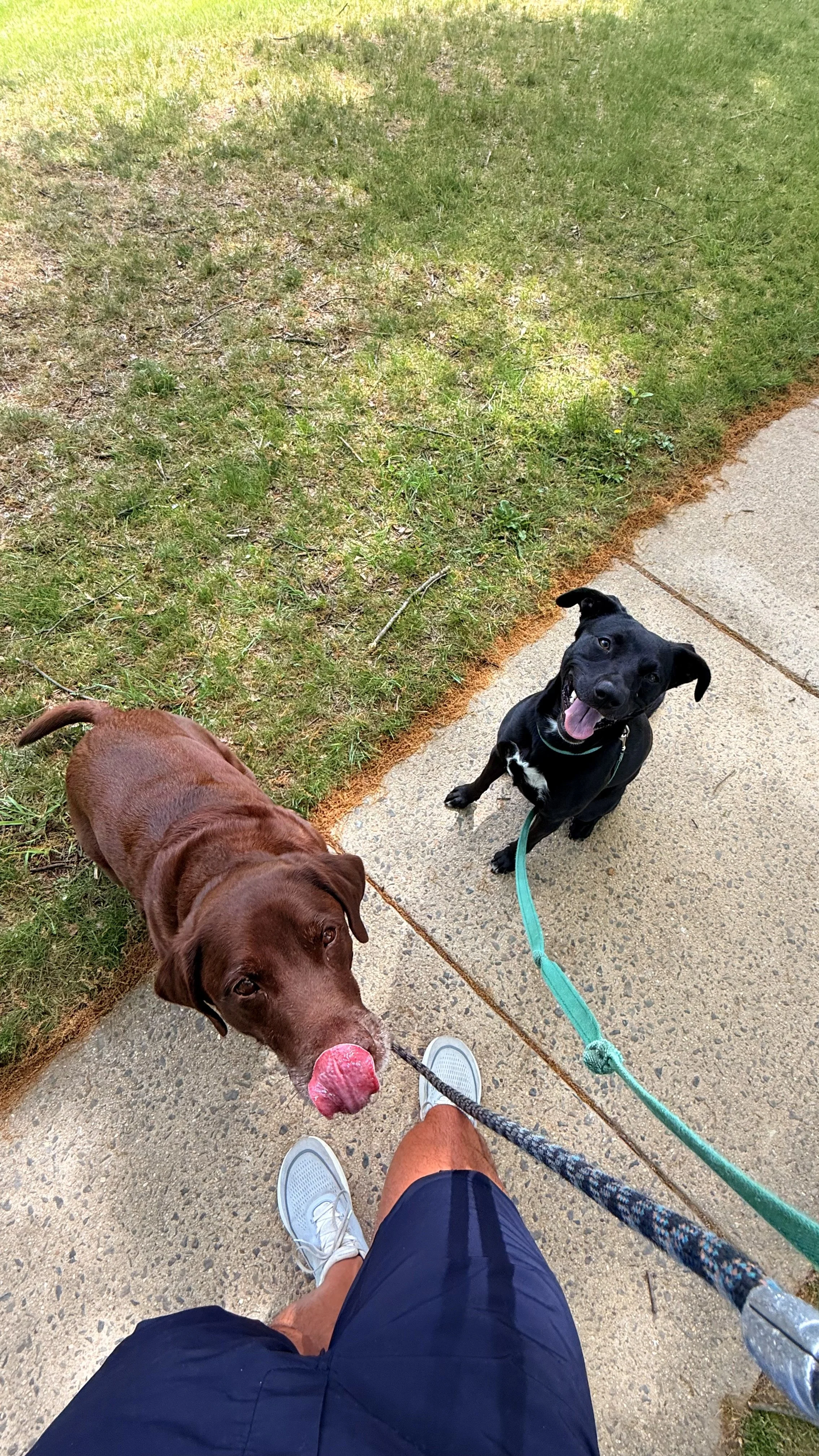 Dog walker's view of two dogs during their 30-minute walk around the Gaithersburg, MD neighborhood.