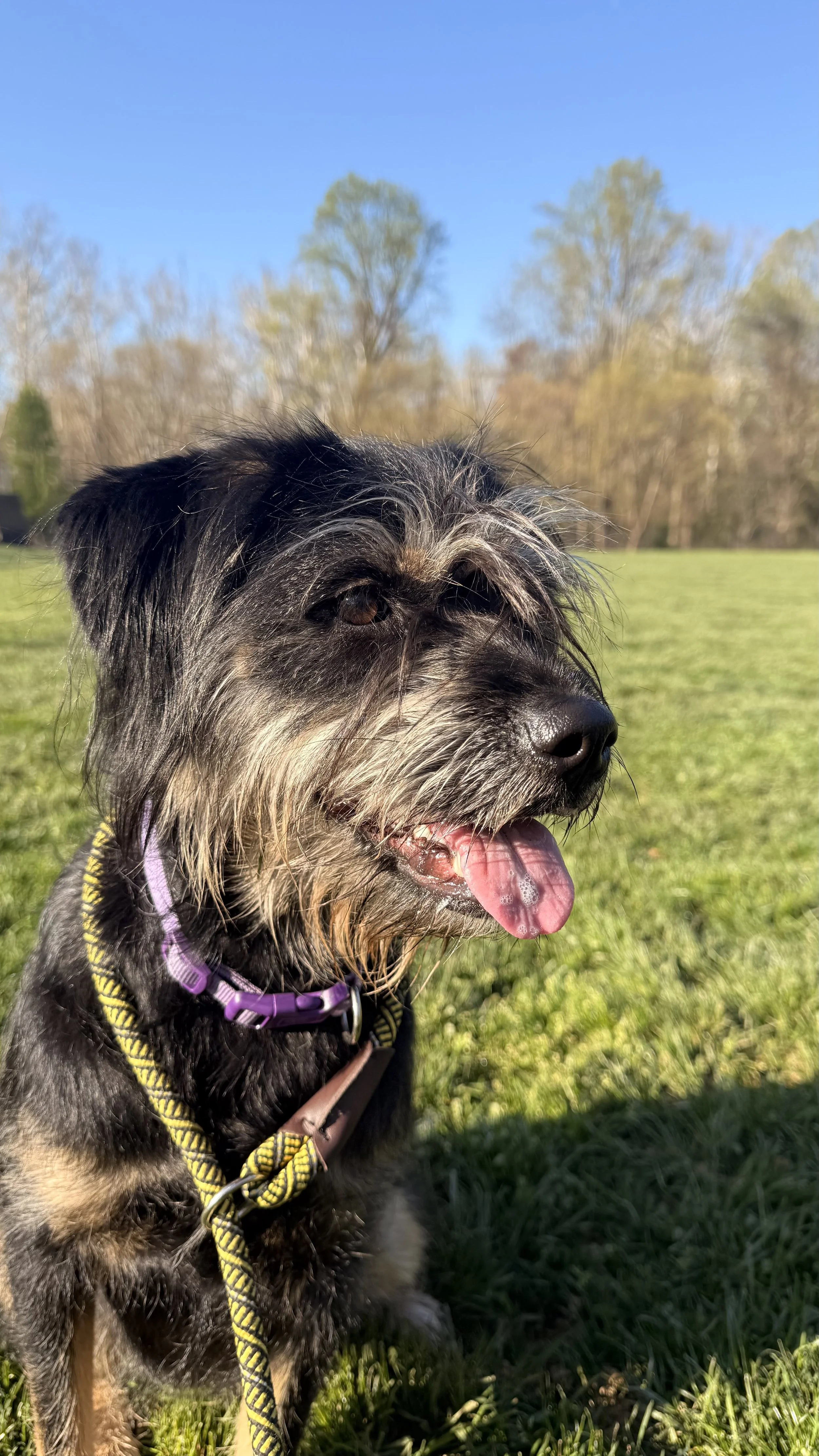 Pepper, a happy, scruffy gray-and-black dog, is sitting on the grass outdoors in Germantown, MD, under a blue sky with trees in the background during her 30-minute walk. 