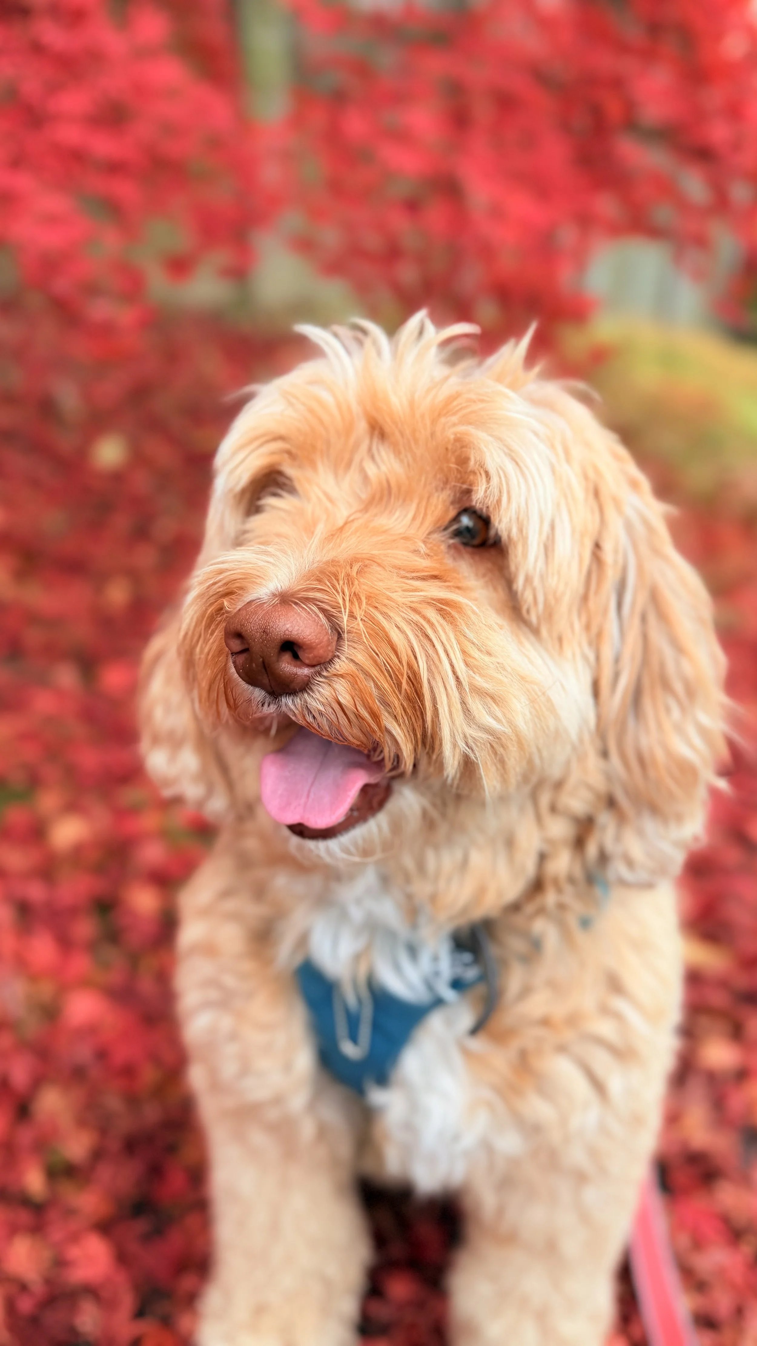 A happy golden retriever dog with a pink tongue, brown nose, and fluffy fur, sitting on red autumn leaves, wearing a blue harness.
