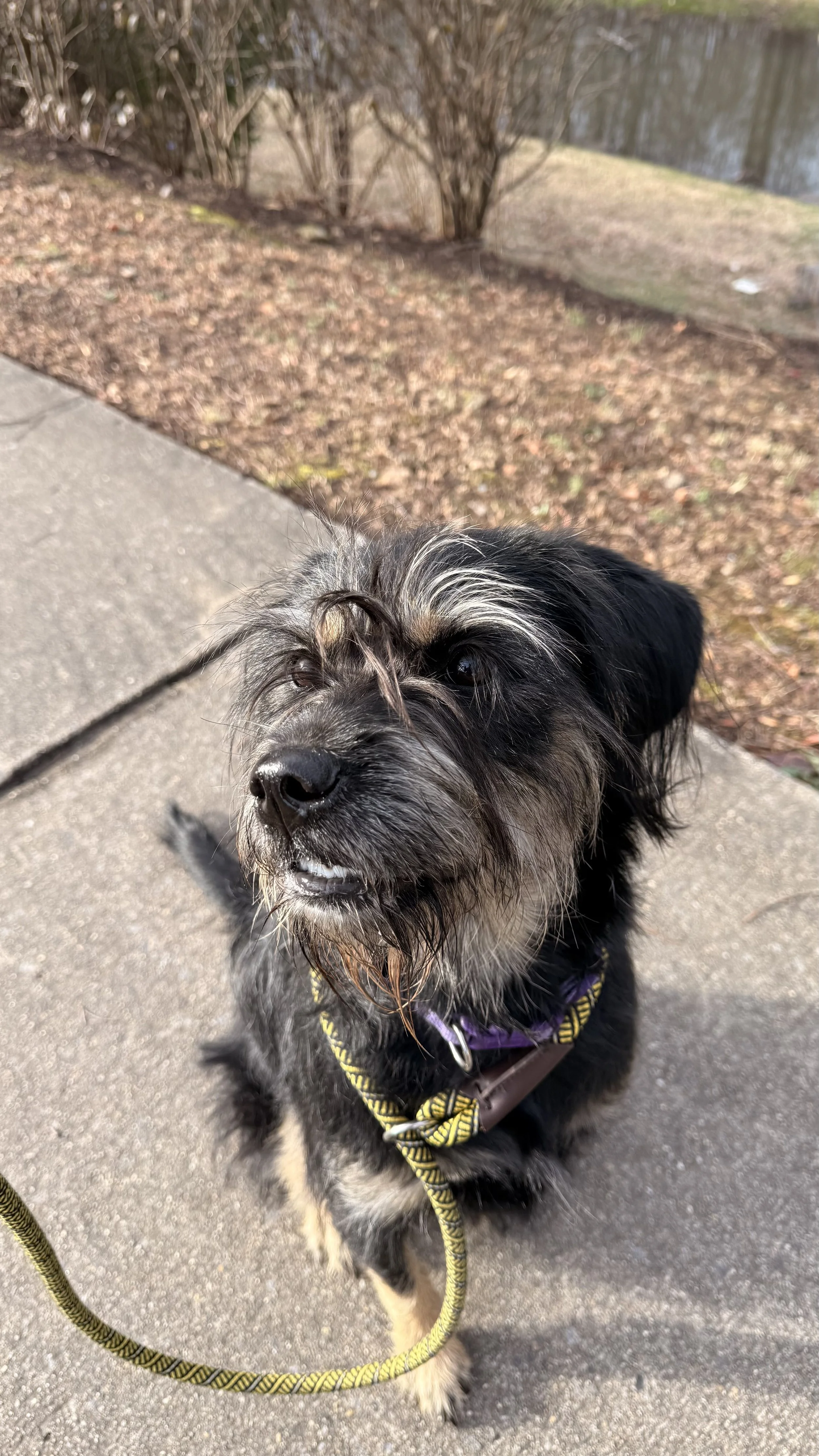 Close-up of a small, black and gray dog with long fur, standing on a concrete sidewalk near water, wearing a purple harness and yellow leash, with a bush and a body of water in the background.