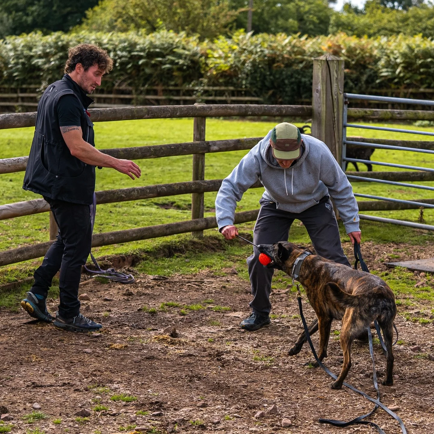 Does your dog chase other animals? 🐑🐿️🐇🐥🦌🙀 

Nina is a bona fide sheep chaser and today we got to work on resolving that! (Notice the sheep in the background)

Dogs that chase are only following their natural instincts!

They don&rsquo;t chase 