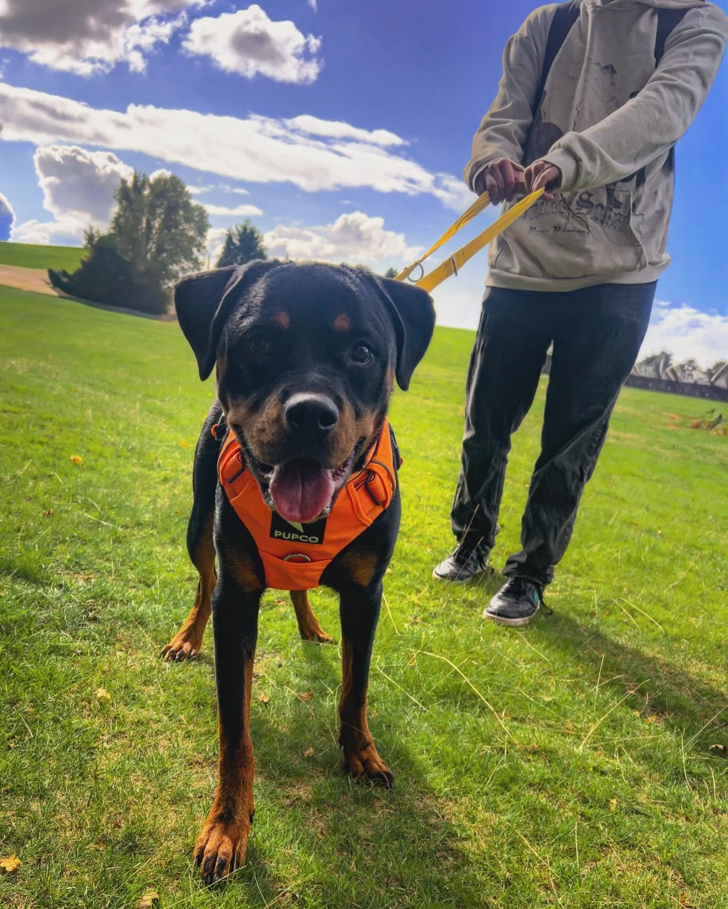 Meet Raven 🤩 A 8 month old Rottie with some behavioural issues&hellip; BUT WAIT&hellip;. Our first session started with her coming at me like a little powerhouse &mdash; barking, snarling, and pulling with everything she had to get to me.

Fast-forw