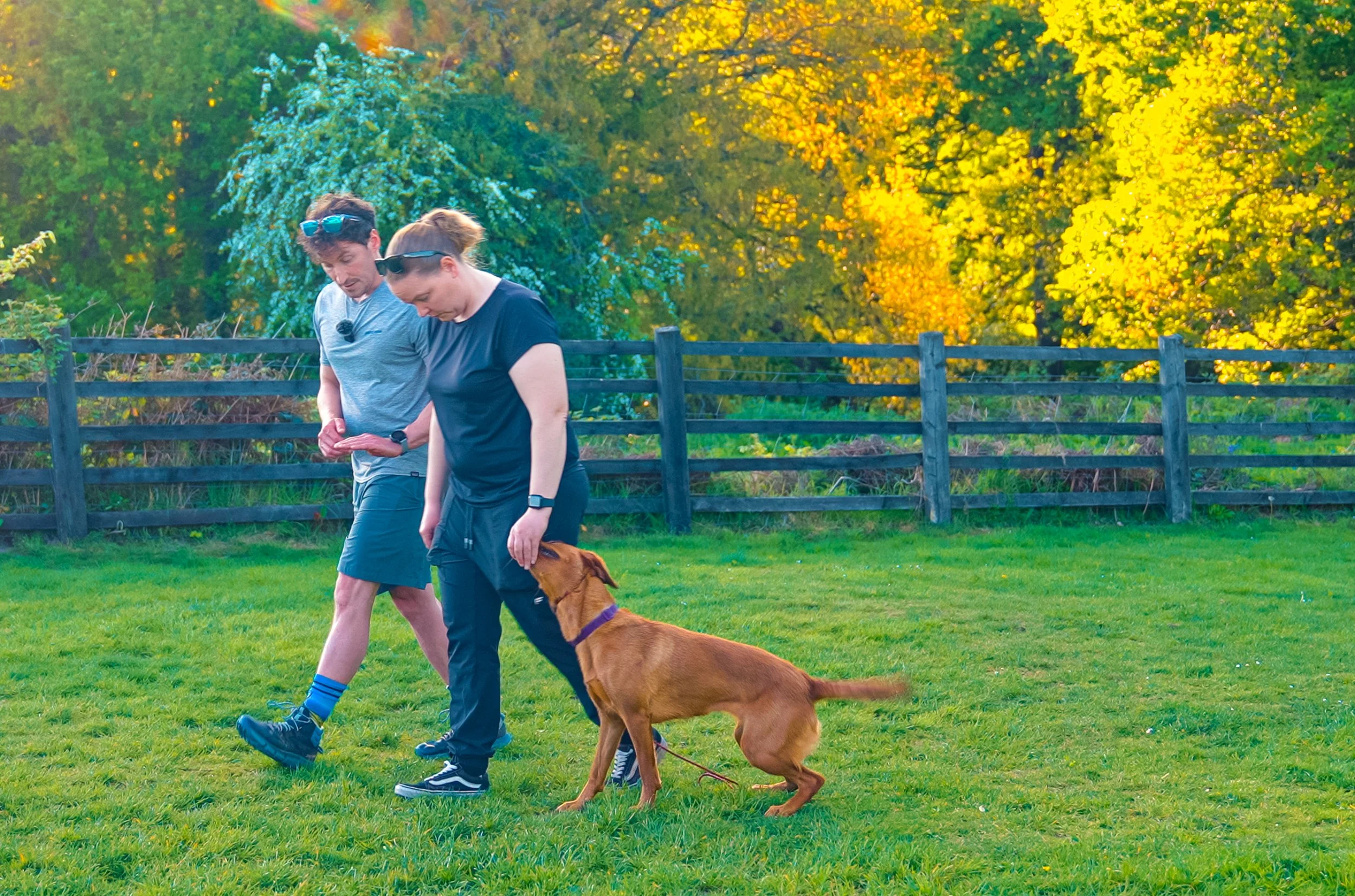 Precision K9 coaching a client through real-world heel work