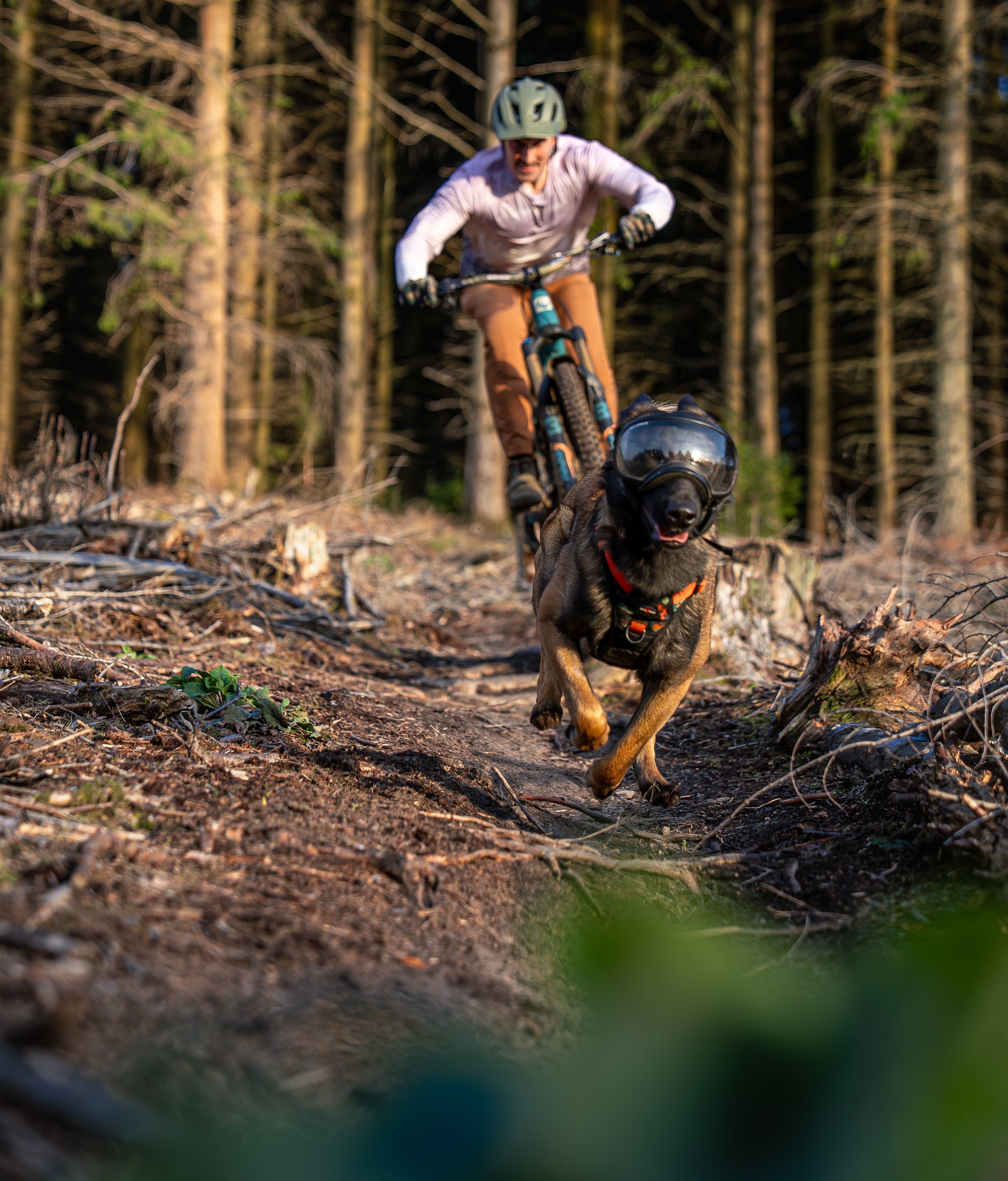 Mountain biking with a trained Belgian Malinois