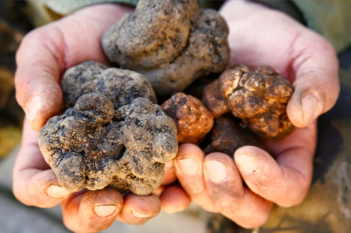Truffle hunting_.jpg
