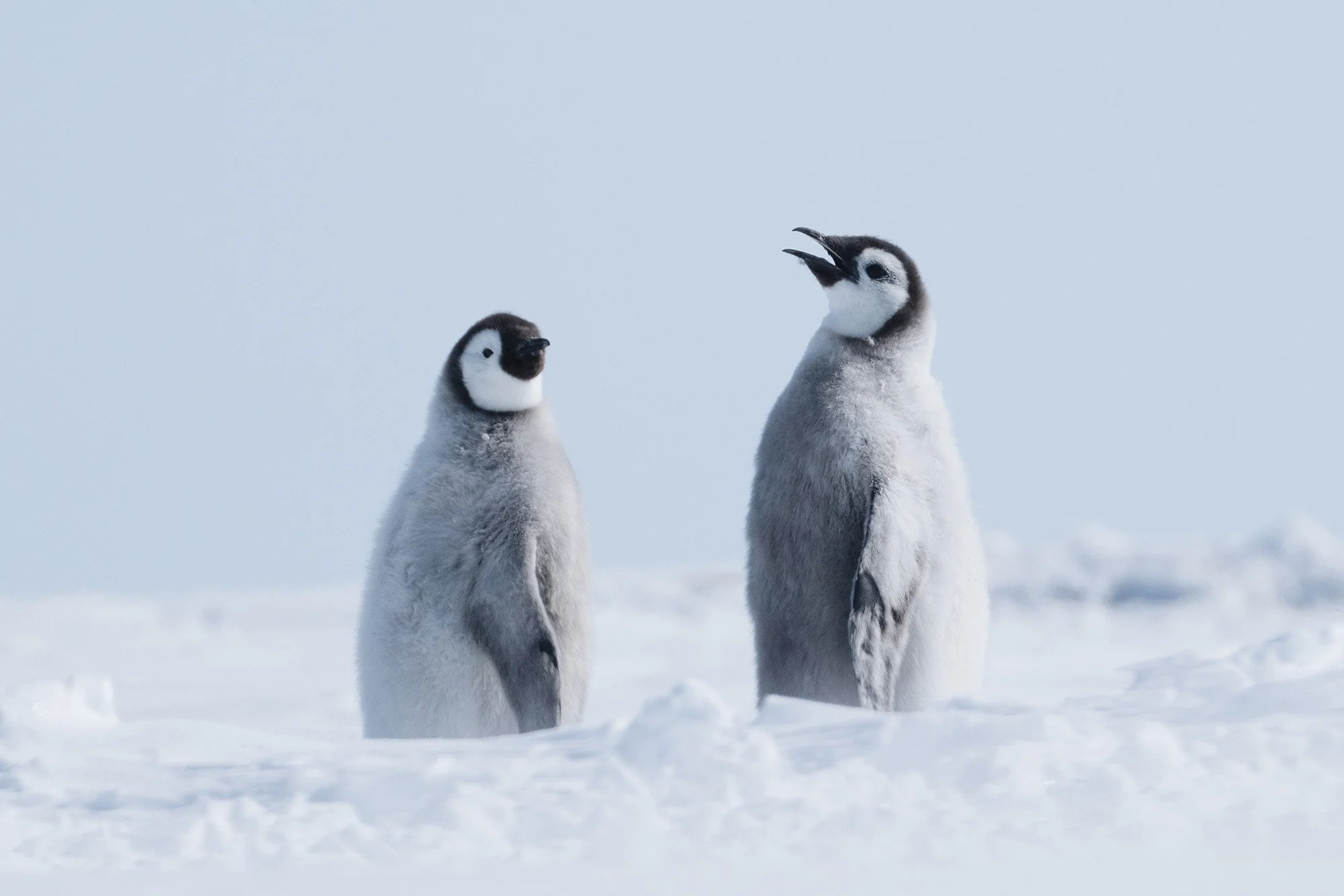 ©WhiteDesertAntarctica00063.jpg