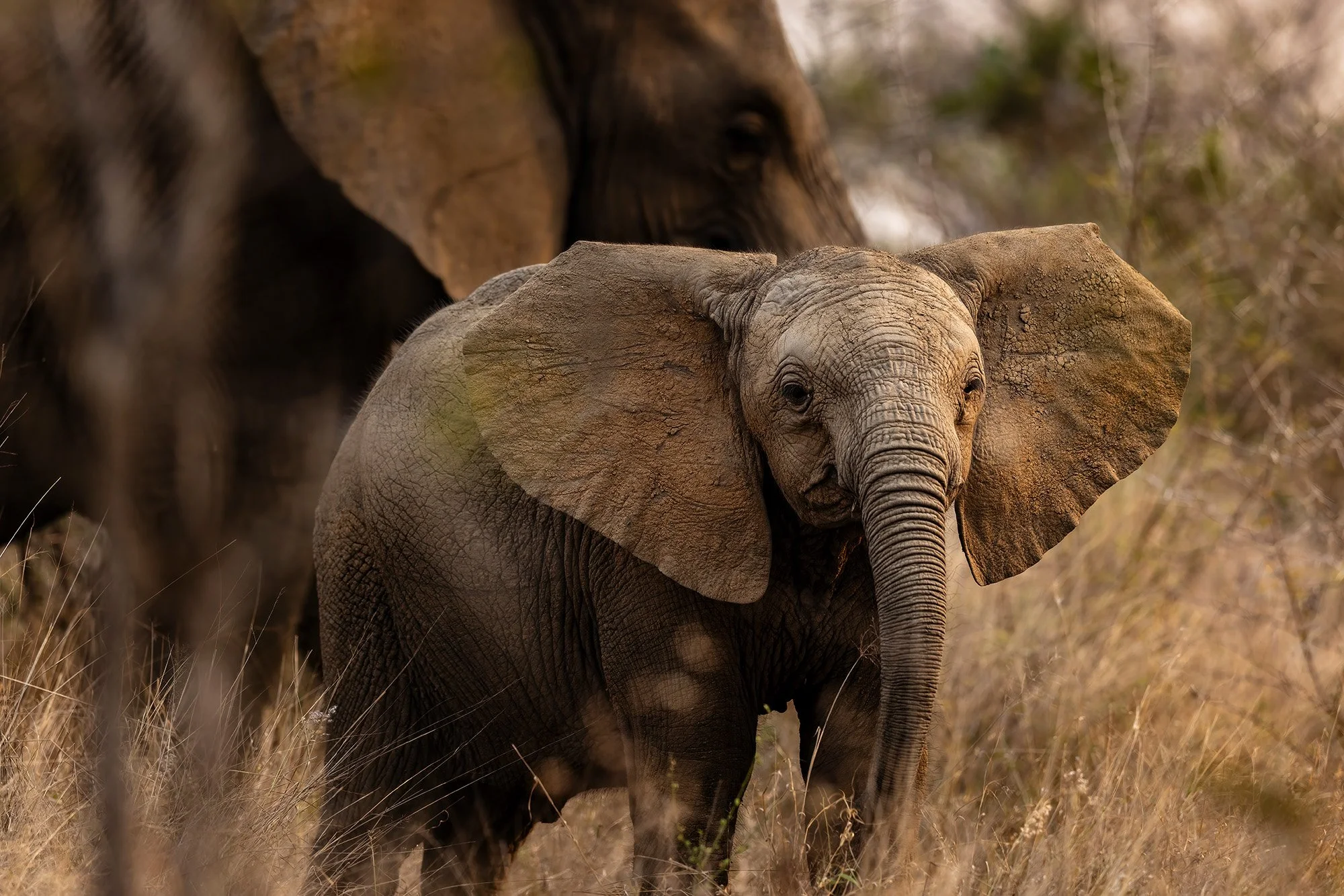 Elephant Calf.jpg