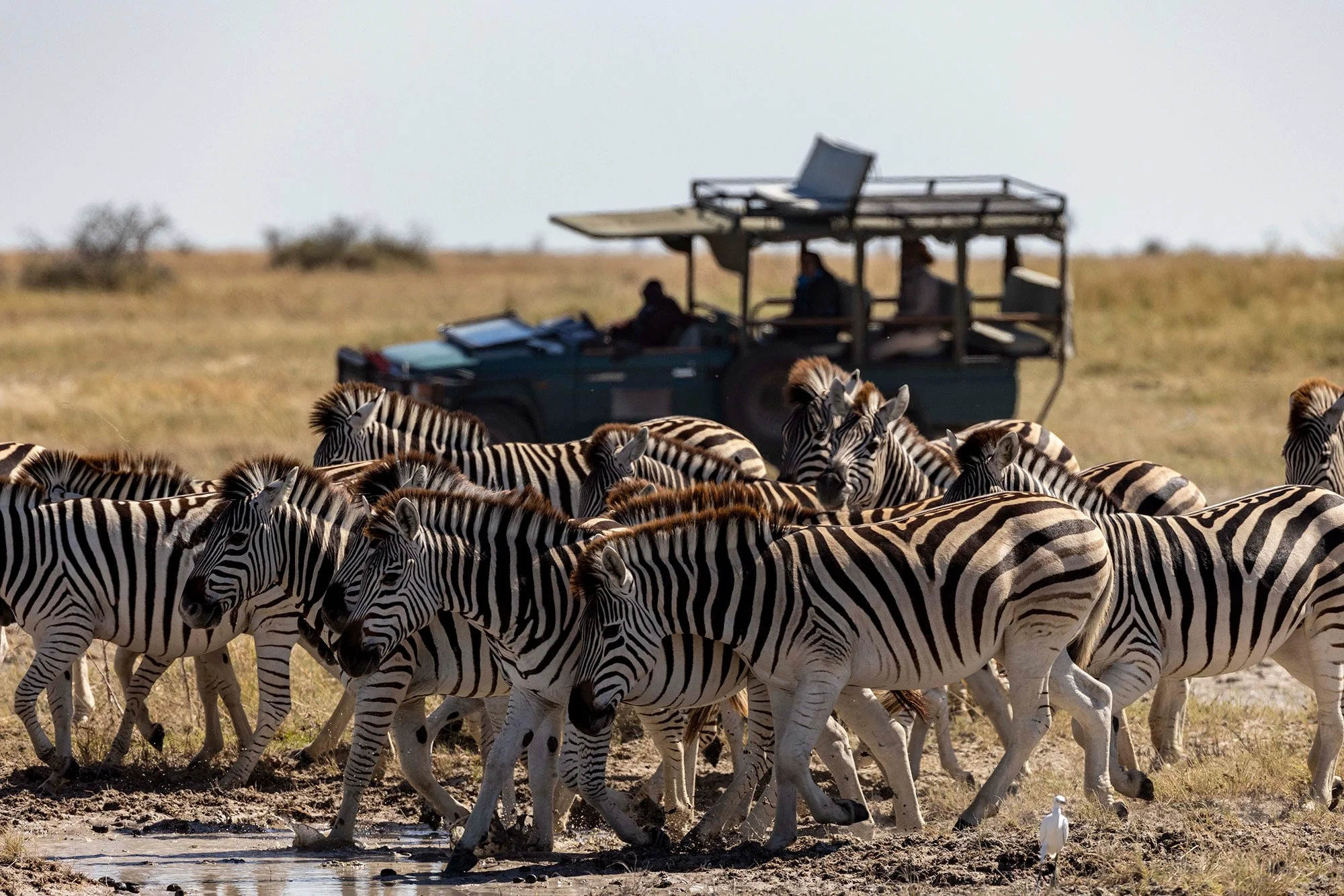 Bots_Jack's Camp_Game Drive 3.jpg