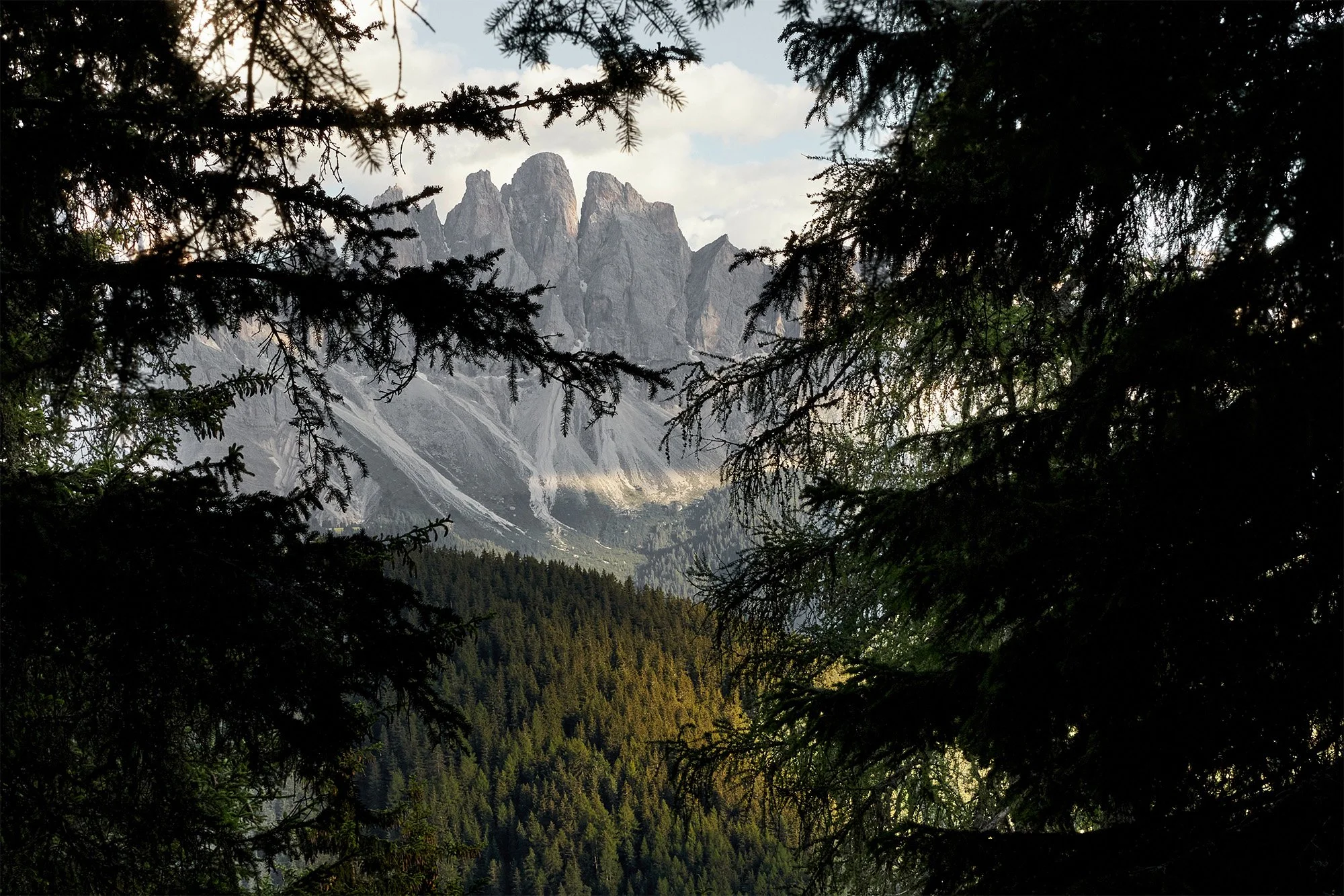 forestis-wald-4_3x2.jpg