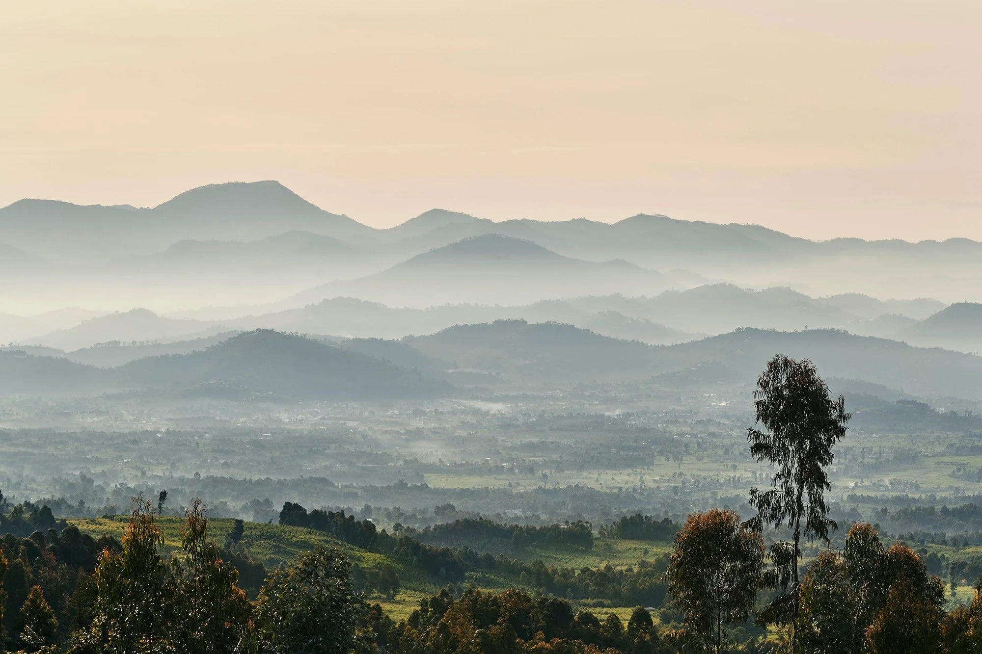 OO_GorillasNest_Flora_Fauna_Sunrise_Mountains_2622_MASTER.jpg