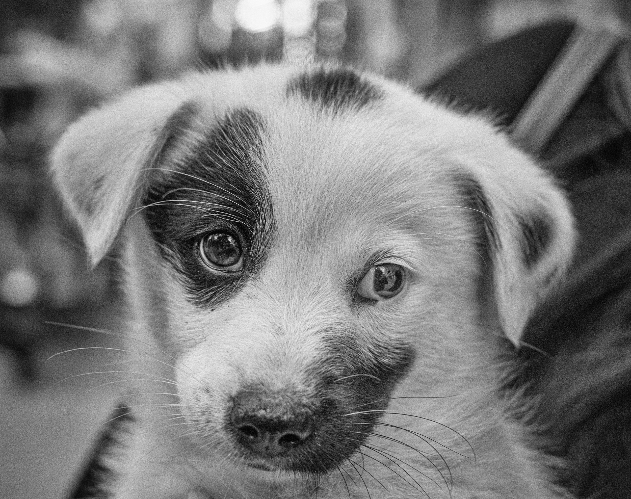 puppy.JPG