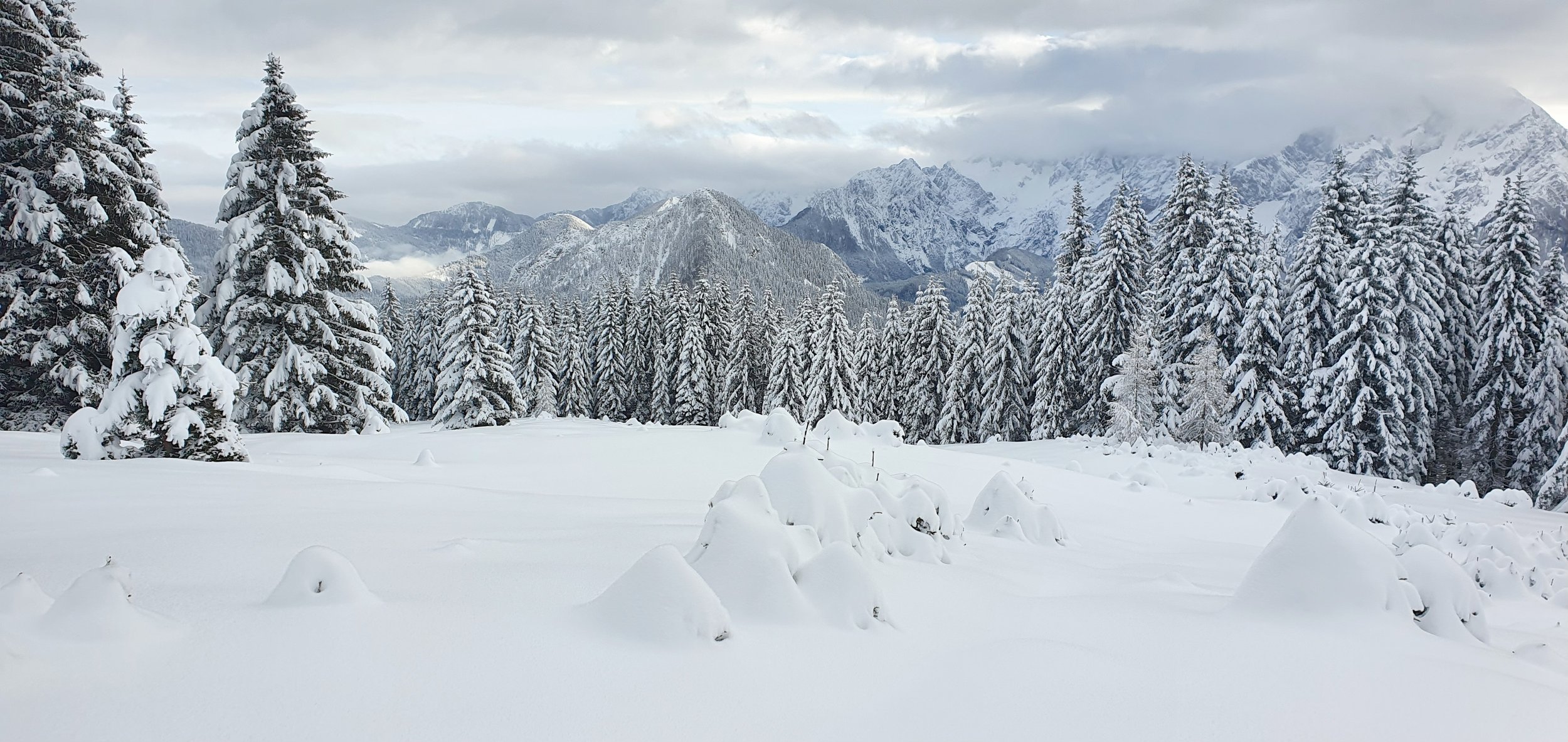 Snow-covered forest with tall evergreen trees and mountains in the background under cloudy sky.
