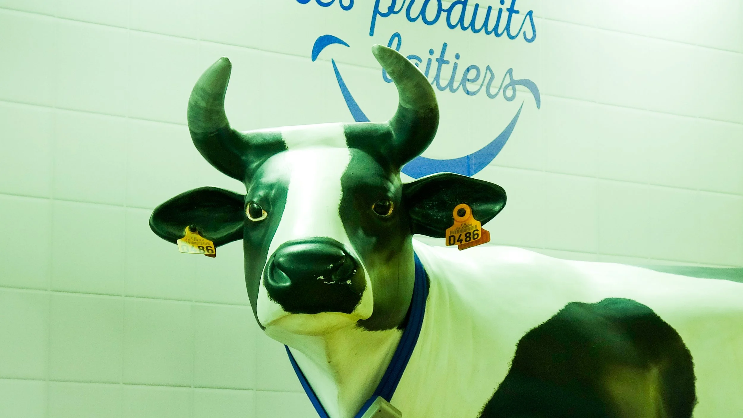 Les bovins français absents pour la première fois du Salon de l’agriculture en raison d’une maladie contagieuse, l’industrie du cuir également touchée