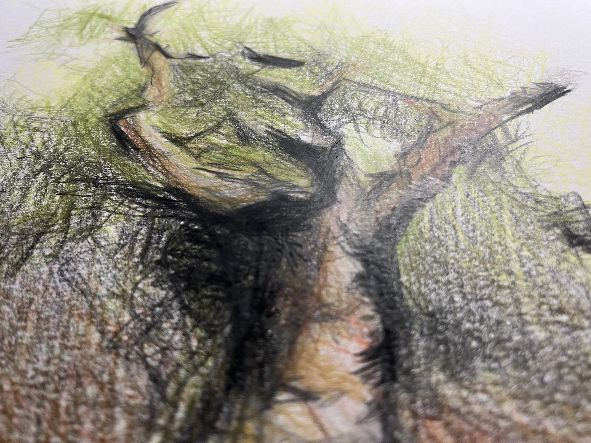 the looking tree