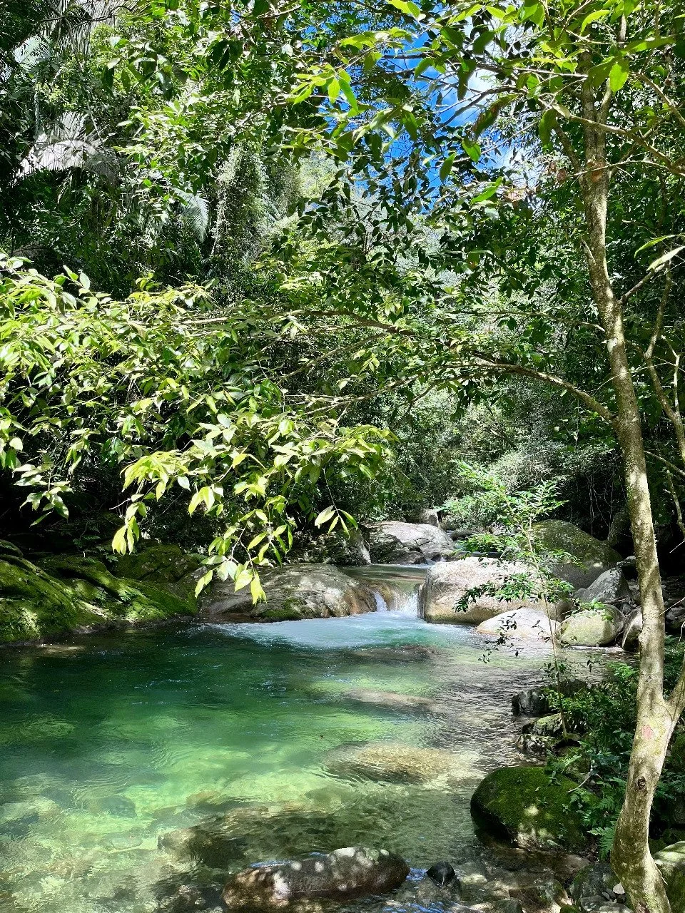 A lush green forest with a flowing river and sunlight filtering through the trees.