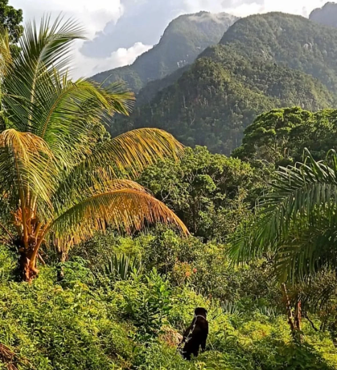Lush tropical jungle with palm trees and dense green foliage, mountains in the background, and a black dog sitting in the lower part of the scene.