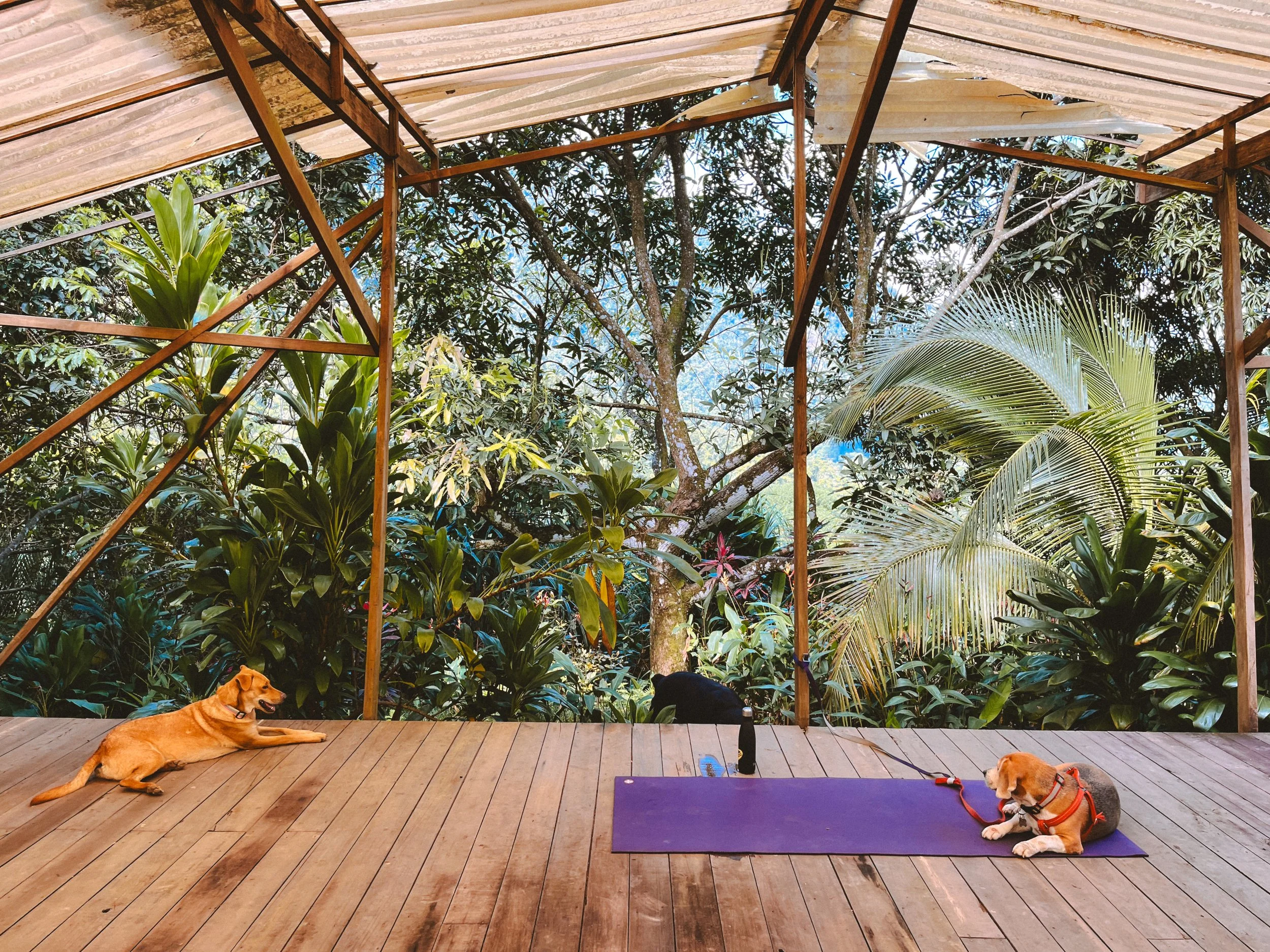 A wooden deck with two dogs lying on the floor, one on a purple exercise mat, surrounded by lush green tropical plants and trees.