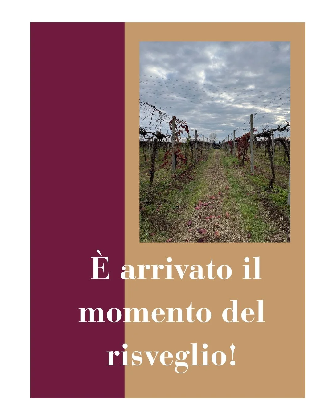 Una semplice operazione, ma dallo scopo ben pi&ugrave; grande! 🍇