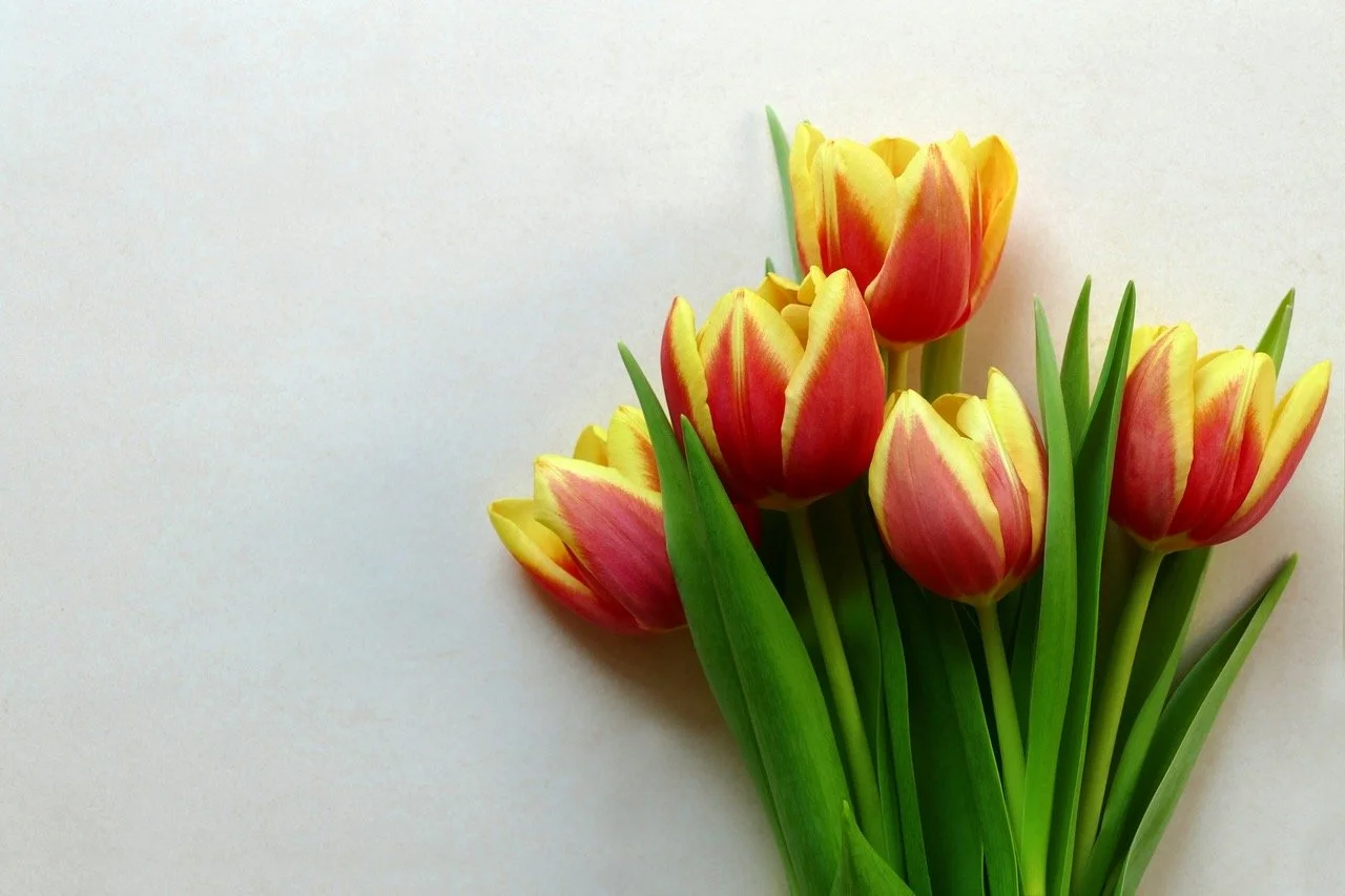 A bouquet of yellow and red tulips on a white background.