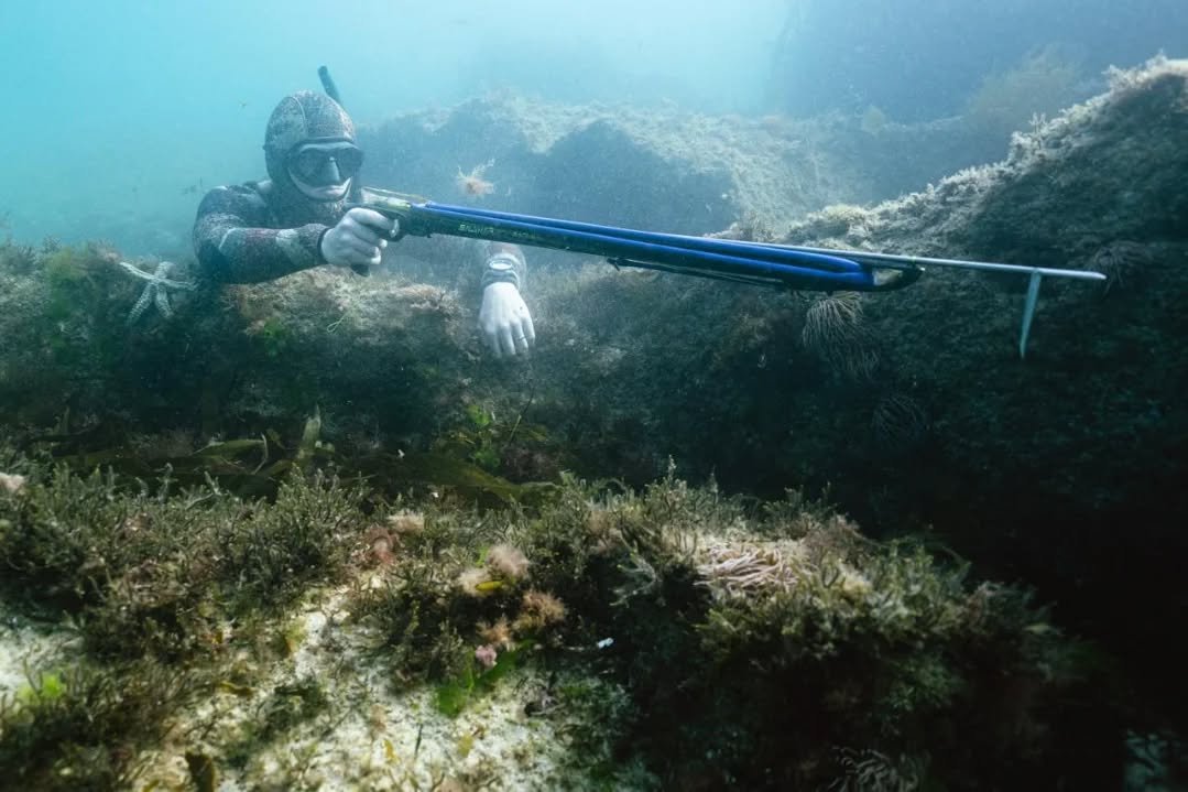 @borland.jackk ina de ambush (should be amkelp in spearfishing) 🌿

#tidetotable #agachon #ukspearfishing #triggerhappy