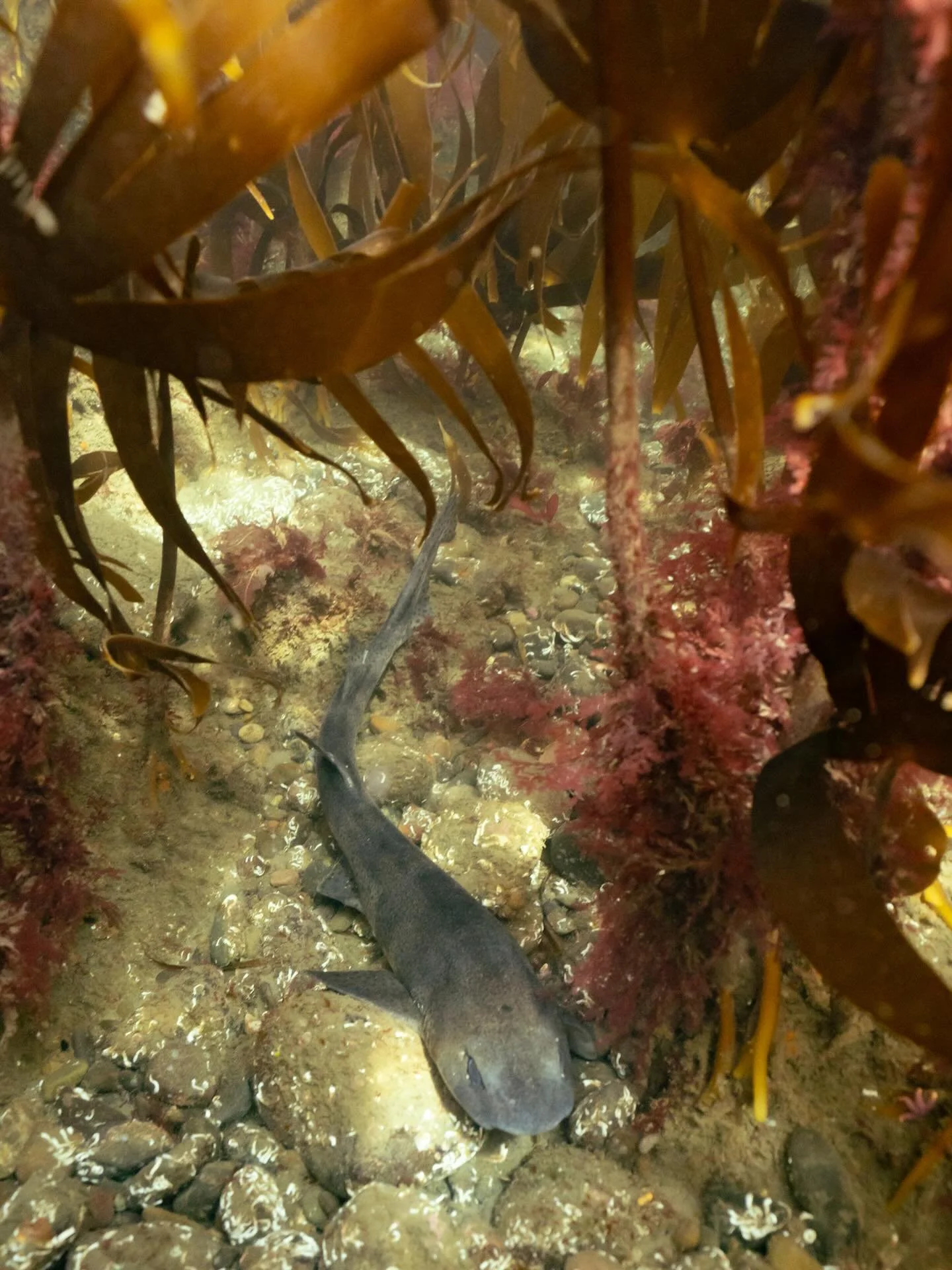 Catshark in the kelp 🐈&zwj;⬛

#underwaterphotography #ukmarinelife #catshark