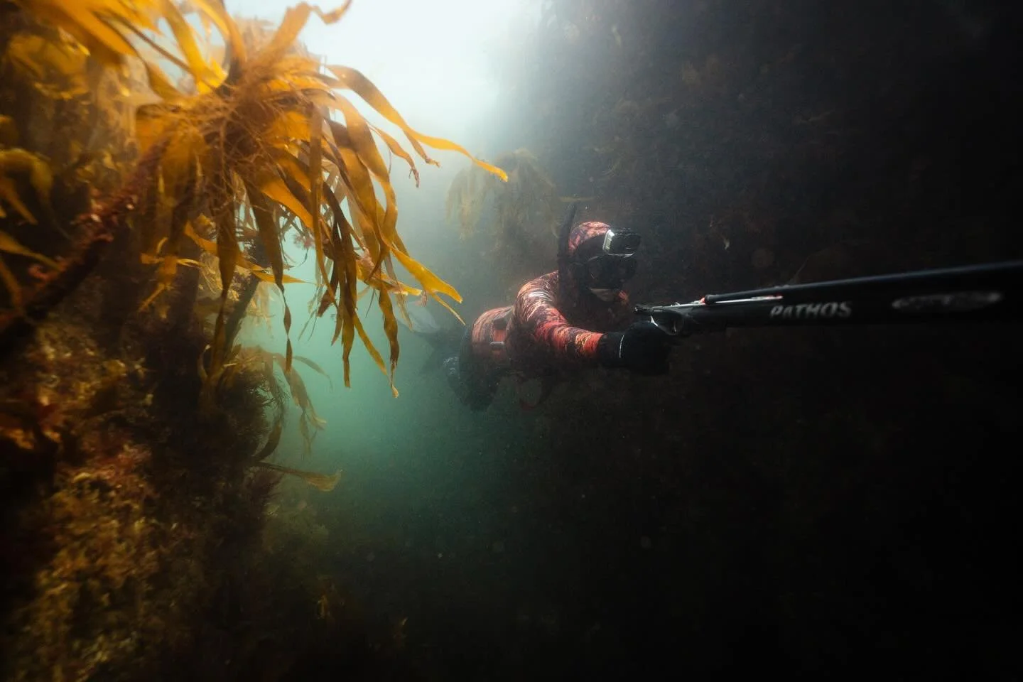 Coasting through the kelp 🍸 

#girlswhospearfish #spearfishing #underwaterworld