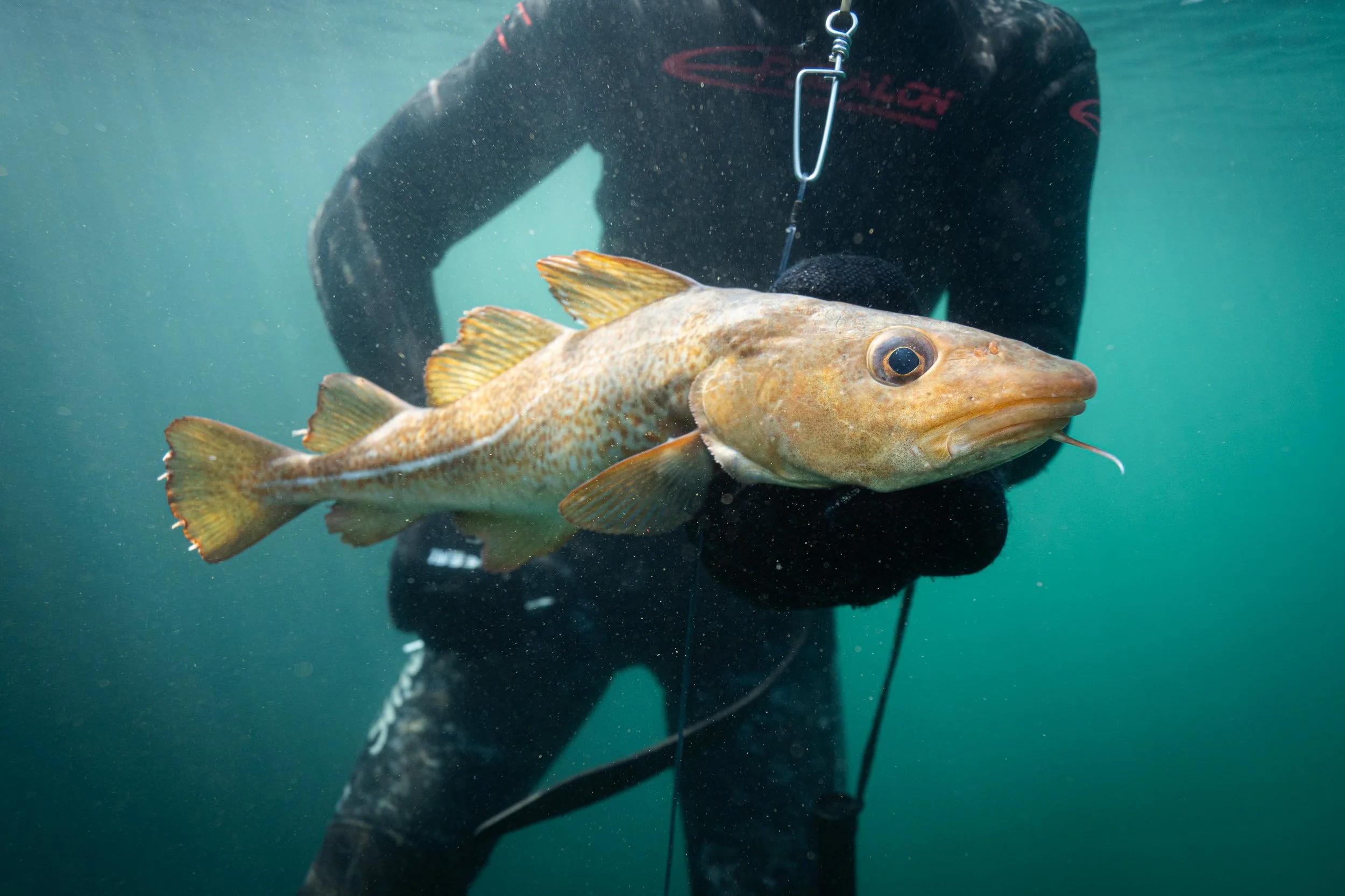 How to Spearfish for UK Cod
