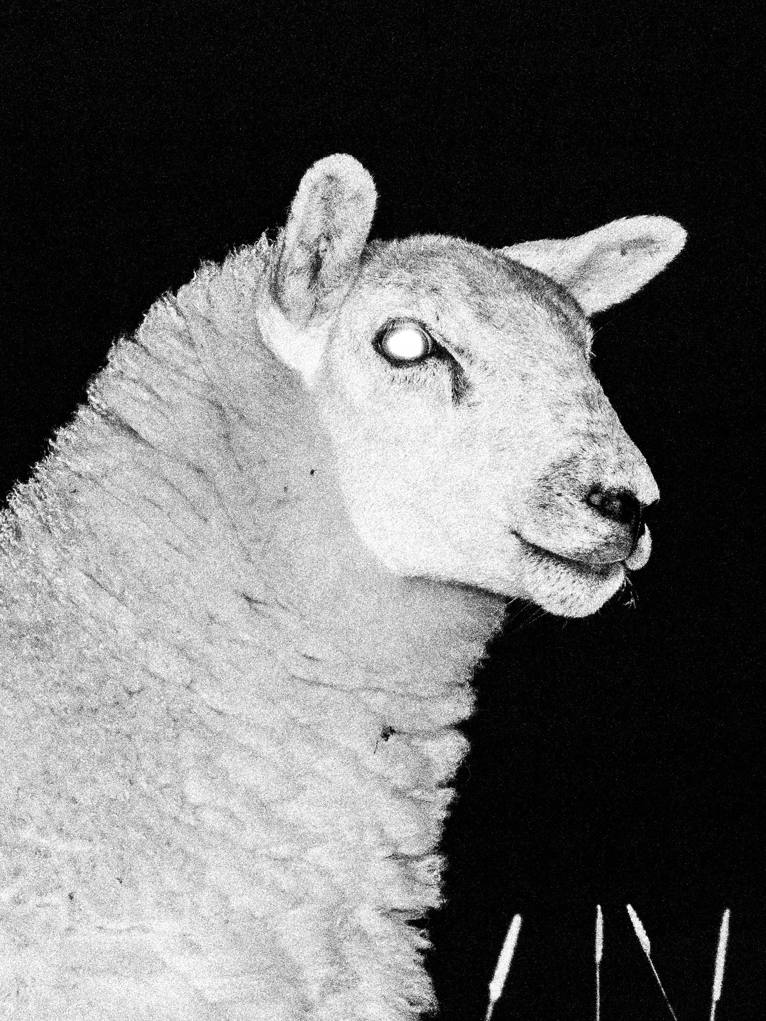 sheep.jpg