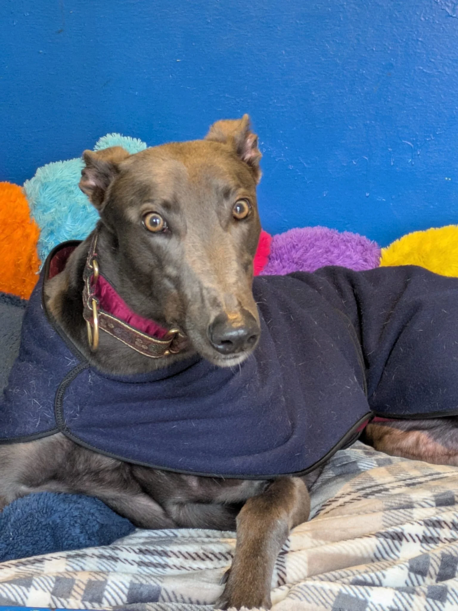 WhatsApp Image 2026-02-08 at 17.42.41.jpeg