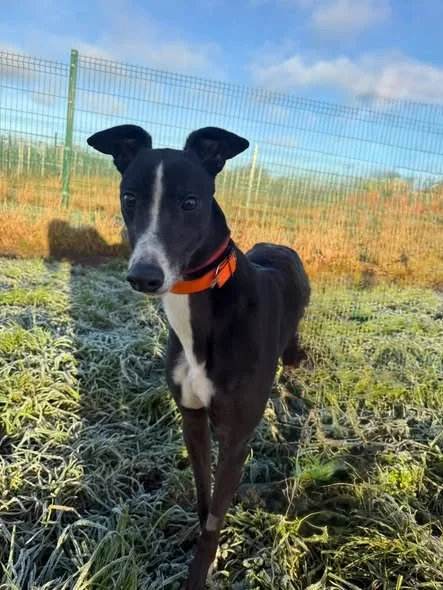 Emmers Blake ( Blake)