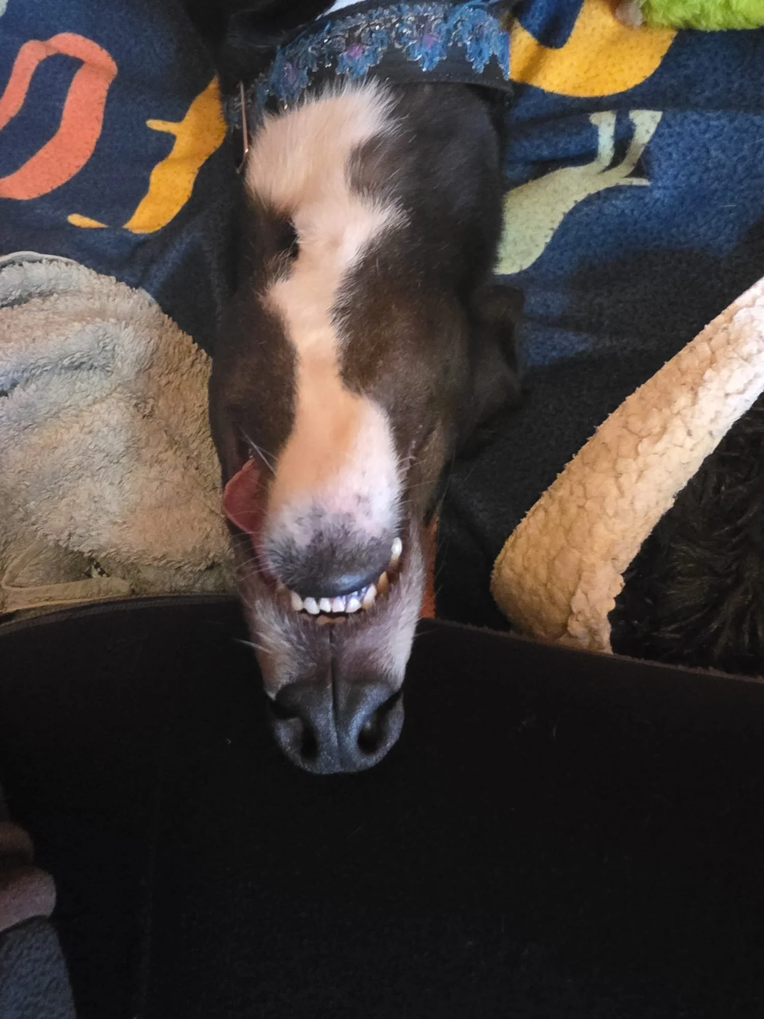 bruno002.jpeg
