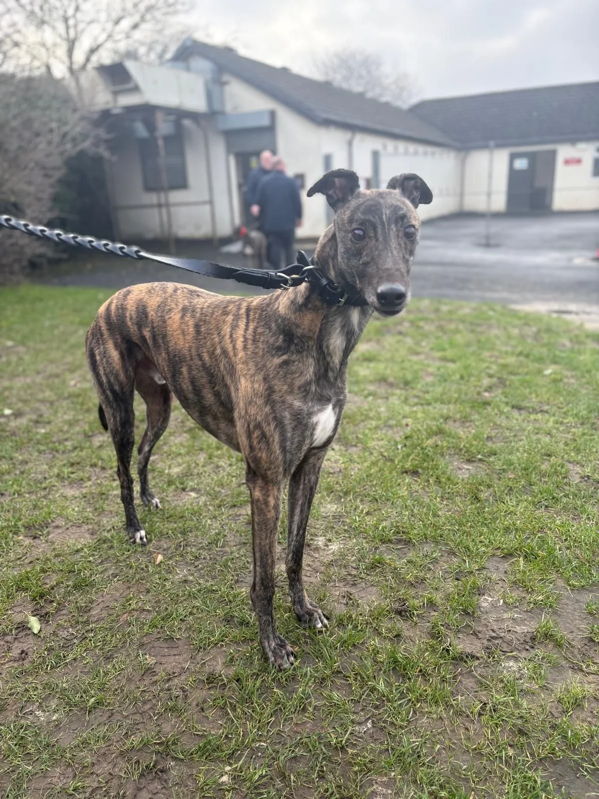 Clareabby Rebel (Rebel).jpg