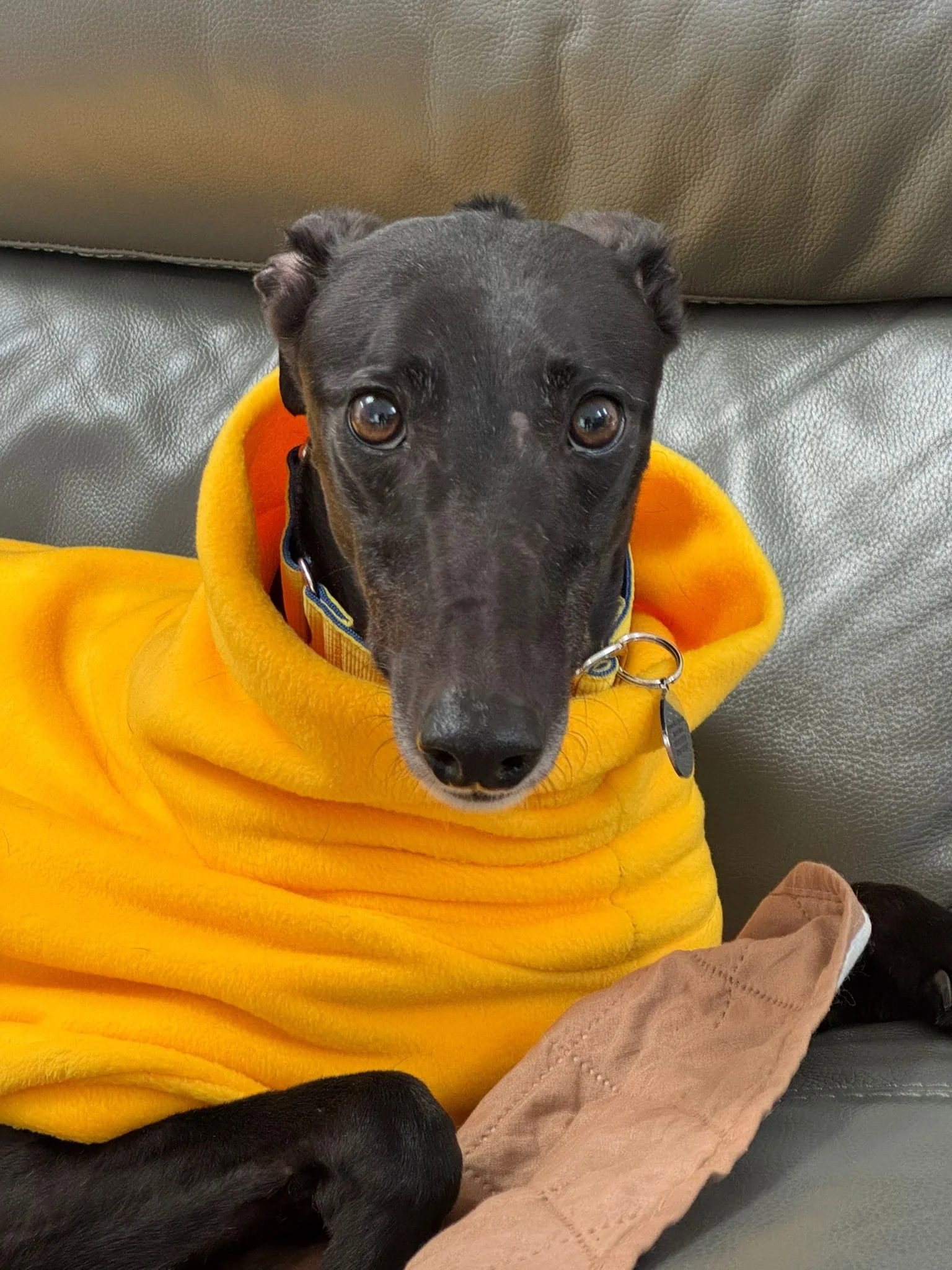 Cloncunny Robyn (Robyn)