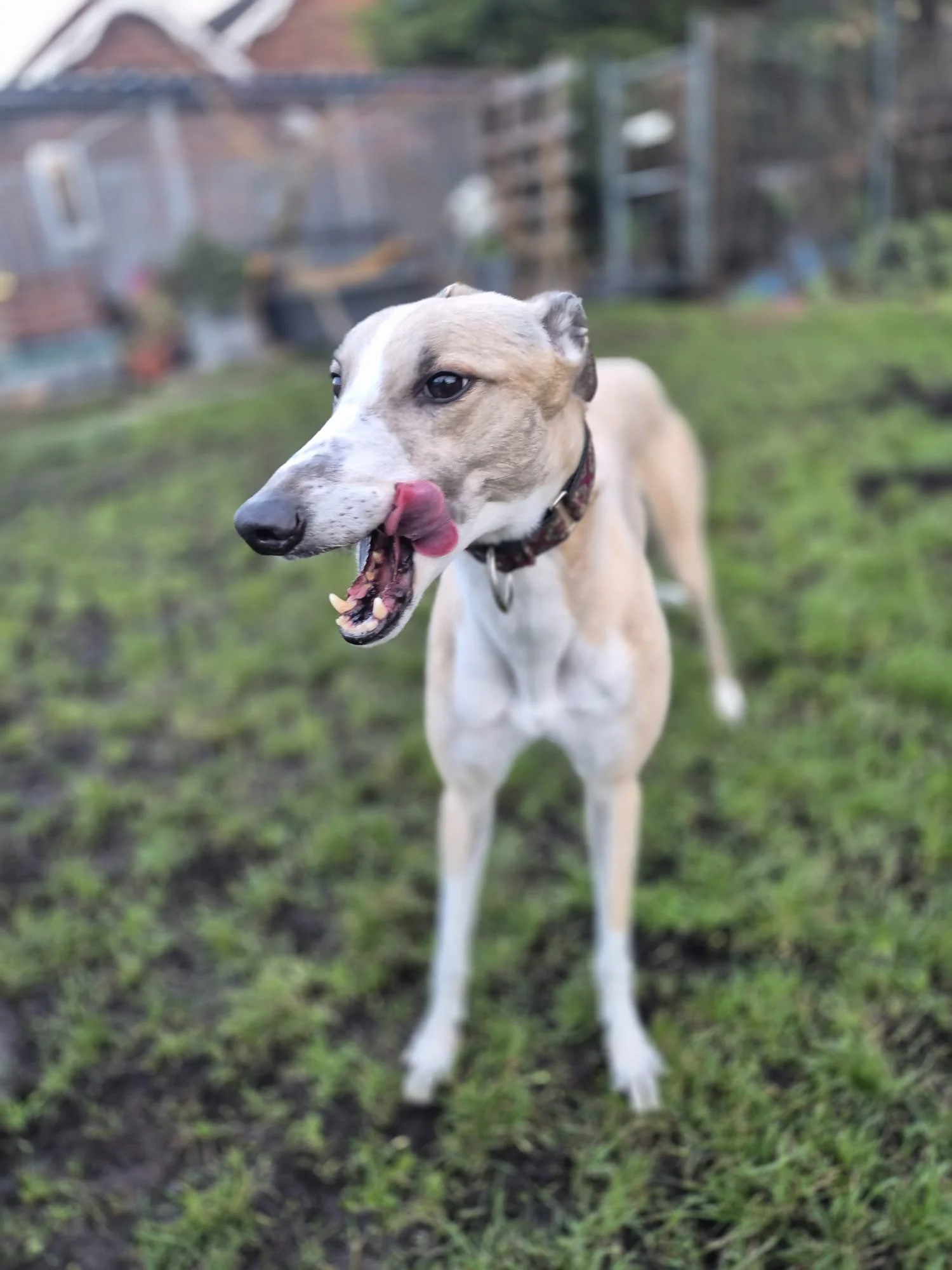 Swanley Lily ( Lily )