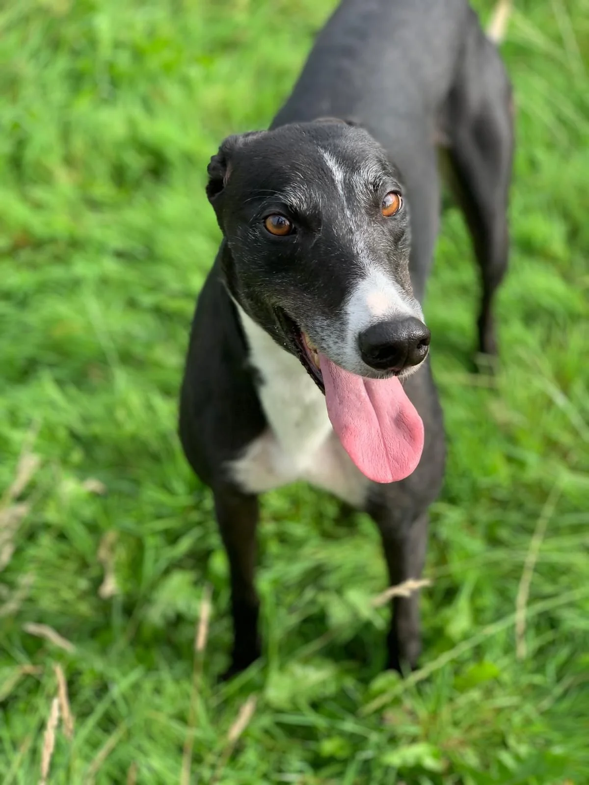 Reagrove Taylor (Taylor)