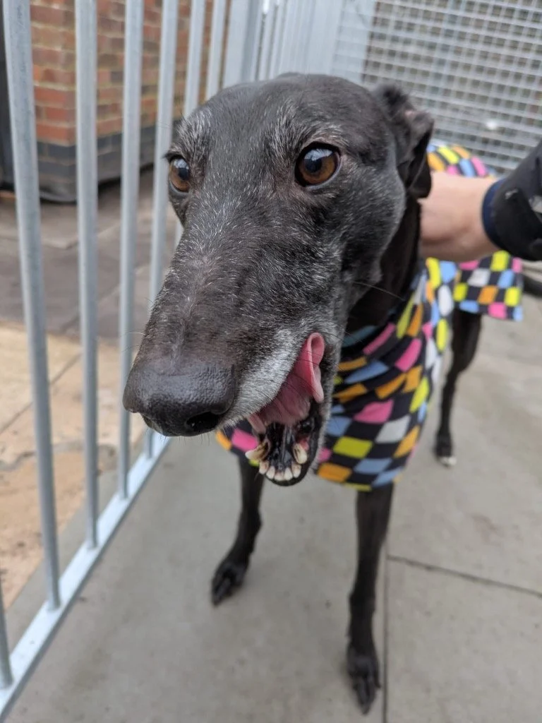 Gone Beyond Recall ( Gina )