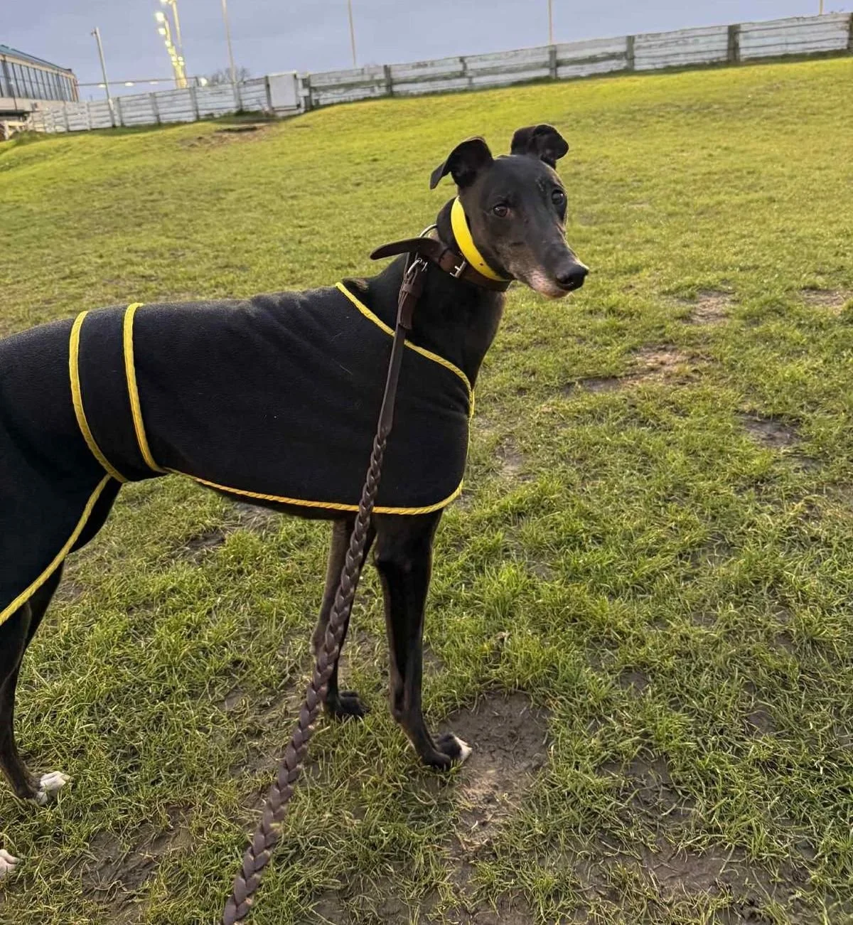 Greenhill Gina (Genie)