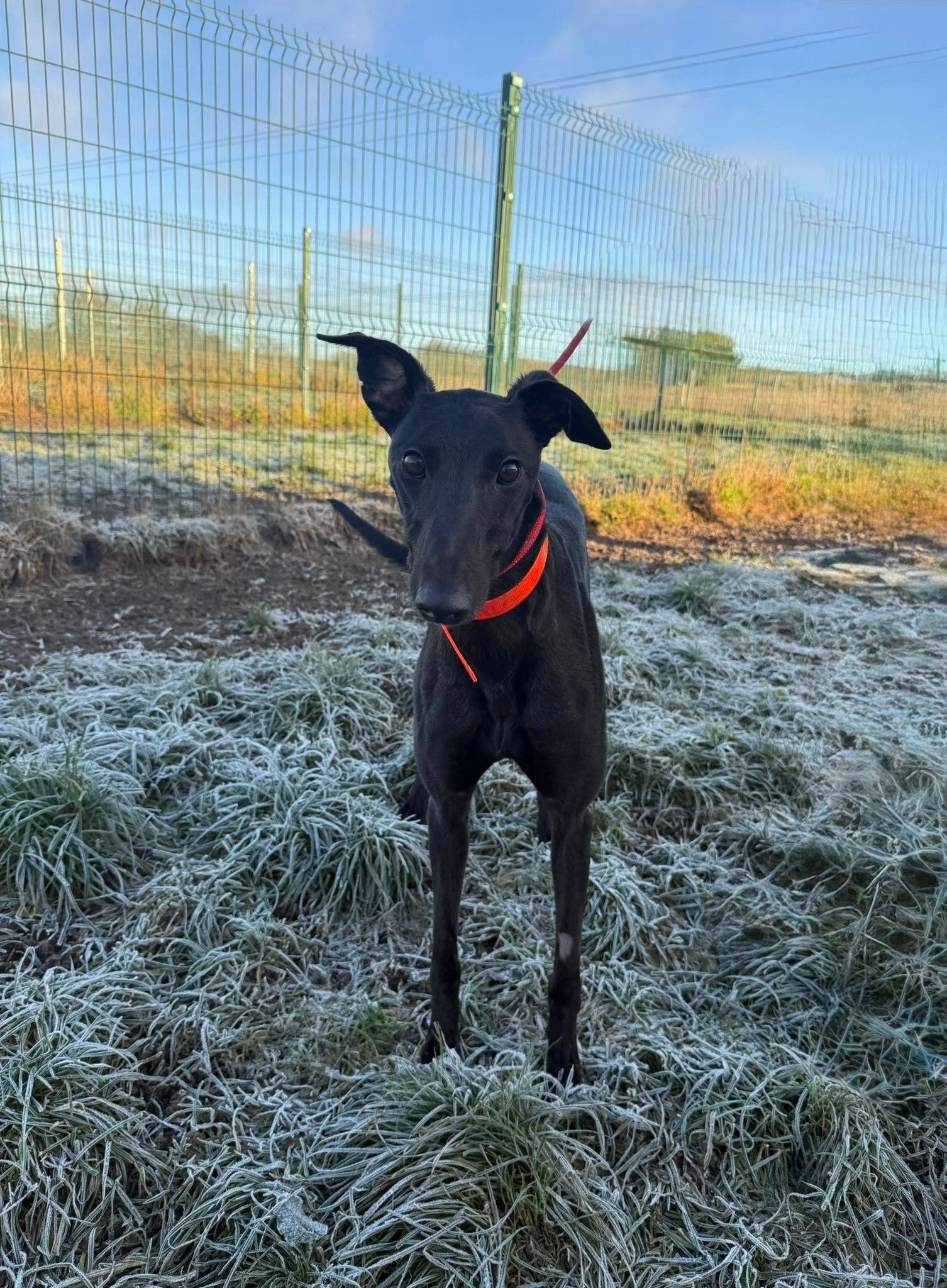 Killeacle Jenna ( Jenna )