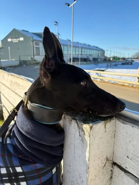 Innfield Finn ( Finn )