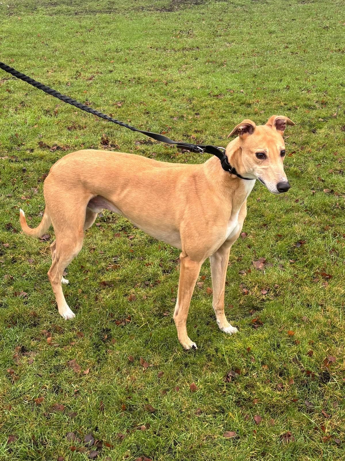 Matts Buddy (buddy).jpg