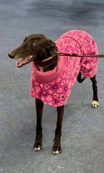 Risk It Diva ( Diva )