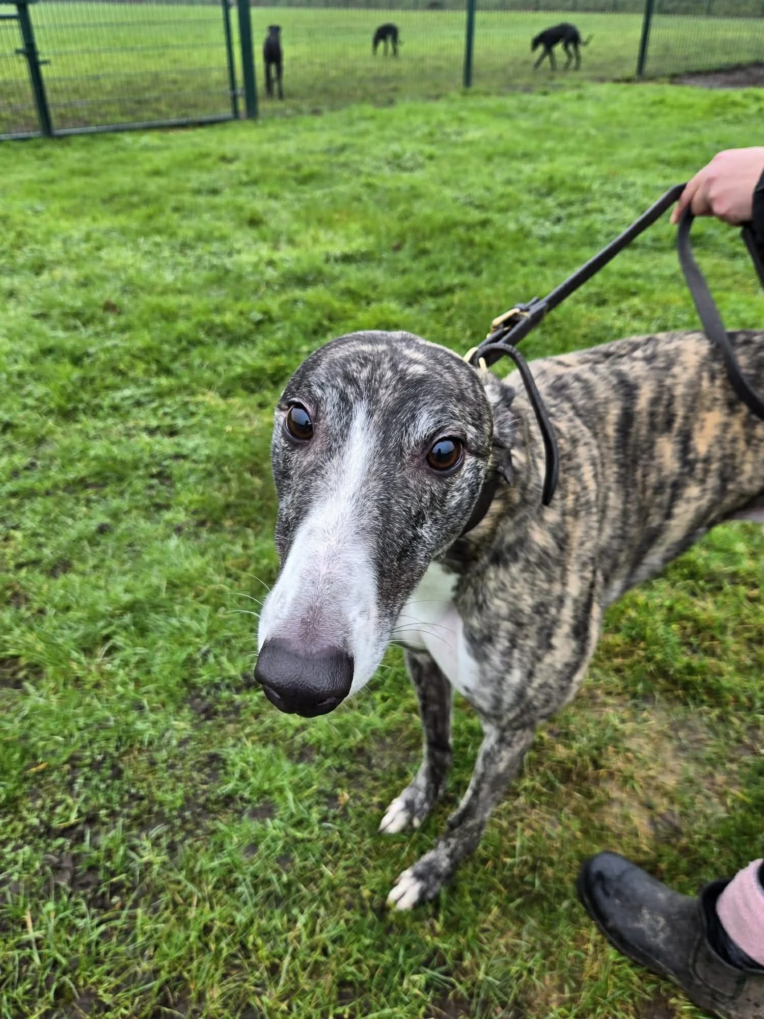 Soldier Max (Soldier)