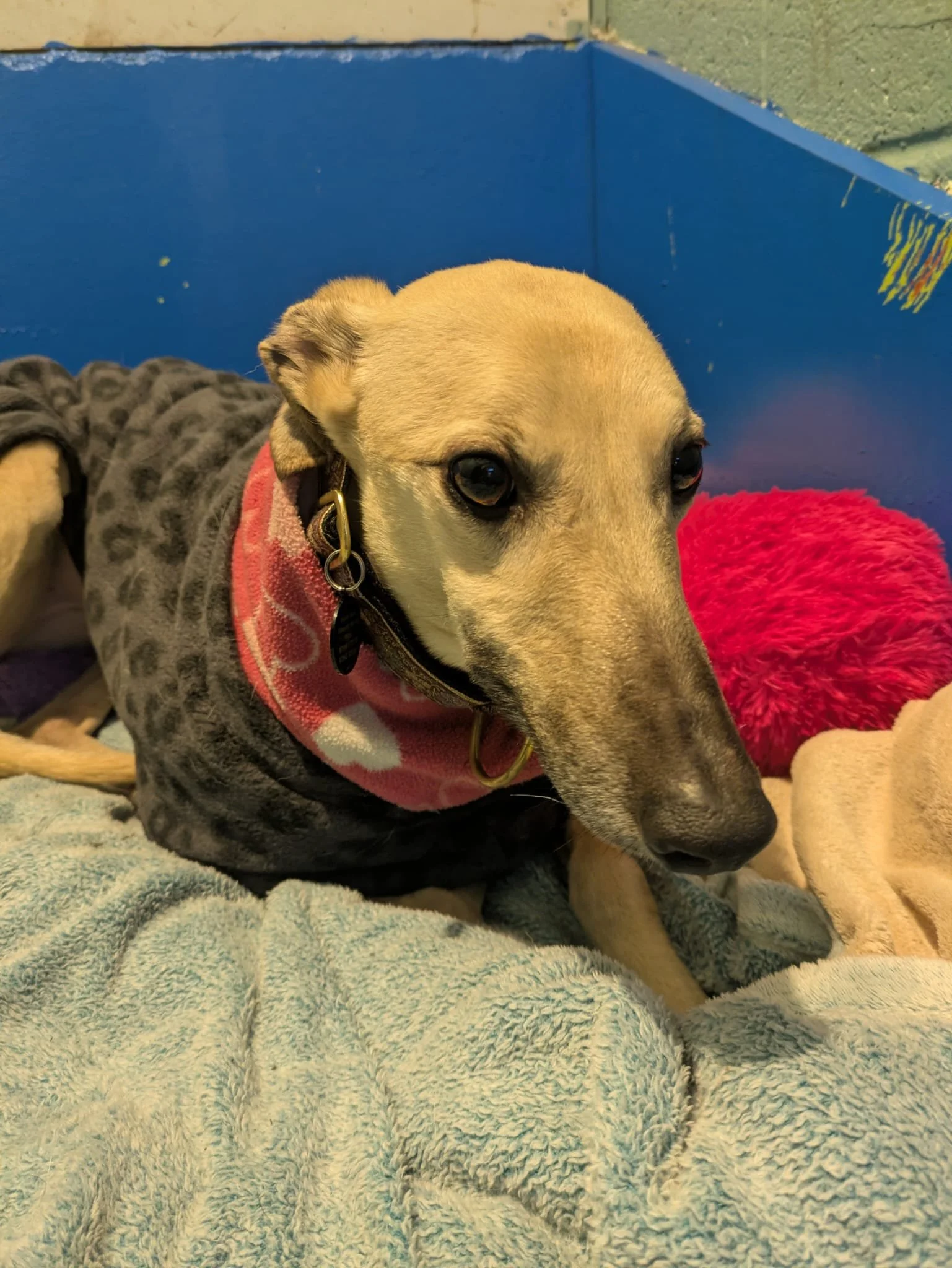 Darver Dolly (Dolly)