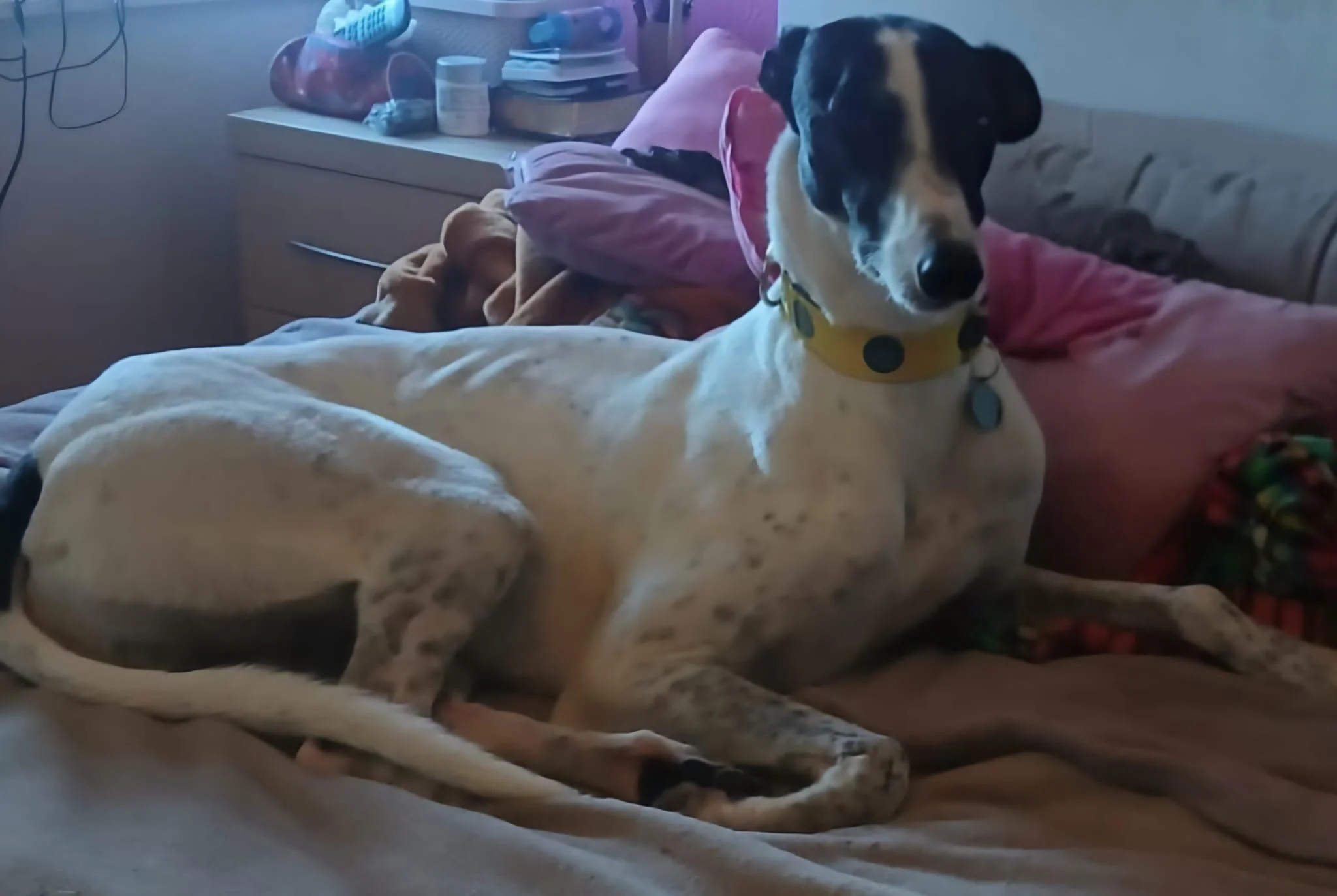 Pattys Scoot  (Scott)