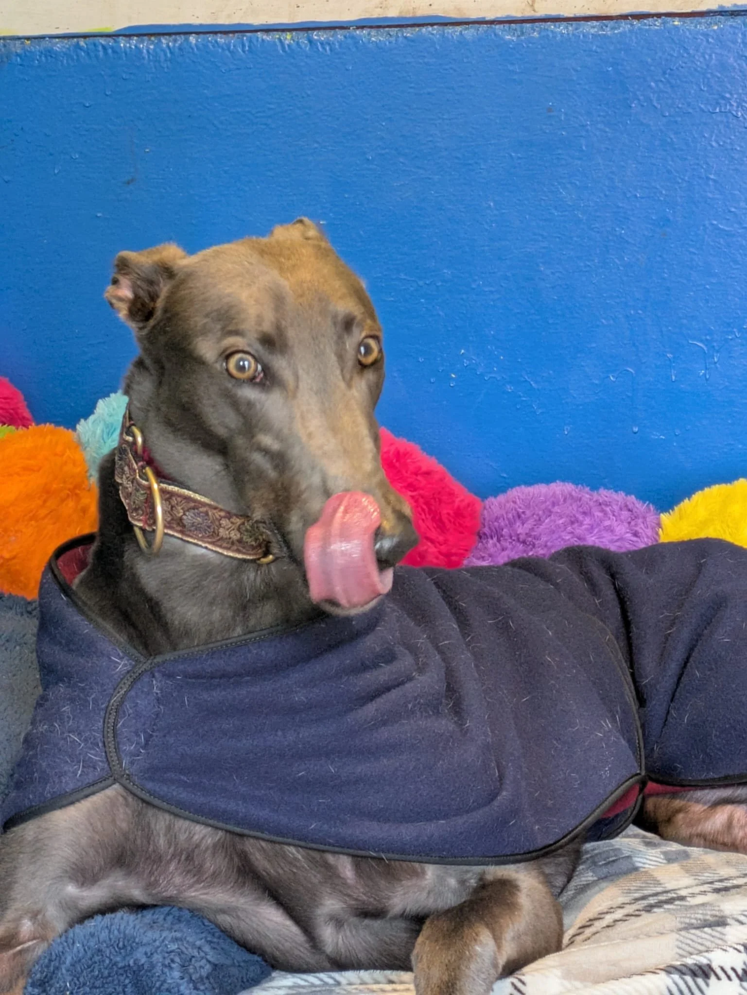 WhatsApp Image 2026-02-08 at 17.42.41 (1).jpeg