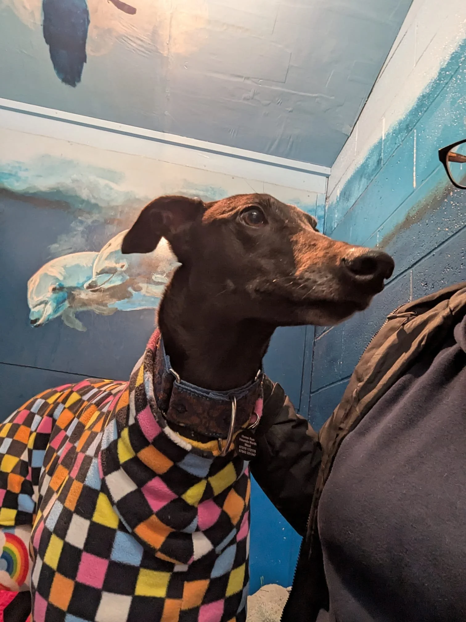 Coolmount Sarah ( Zara )