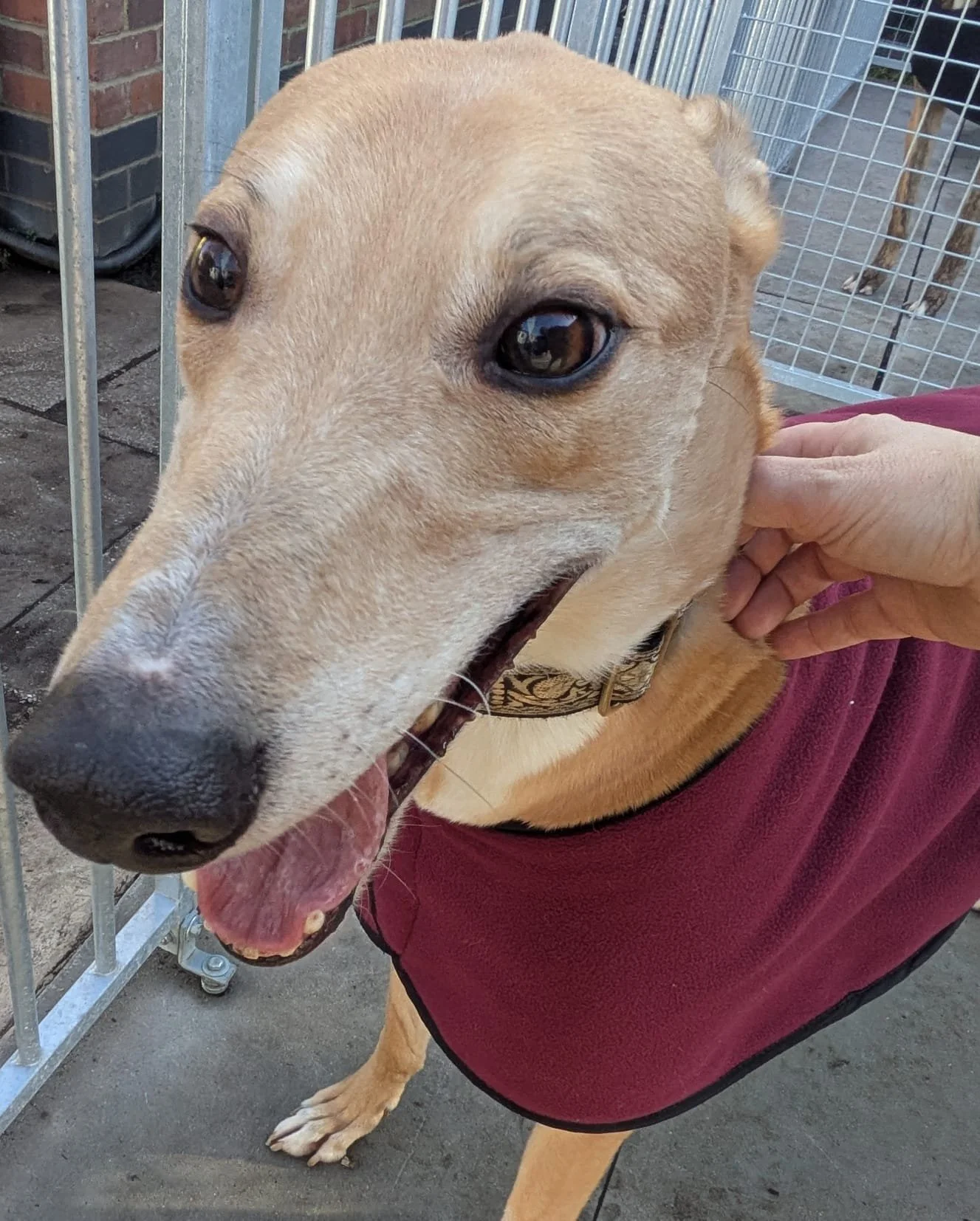 Matts Buddy (buddy) 2.jpg